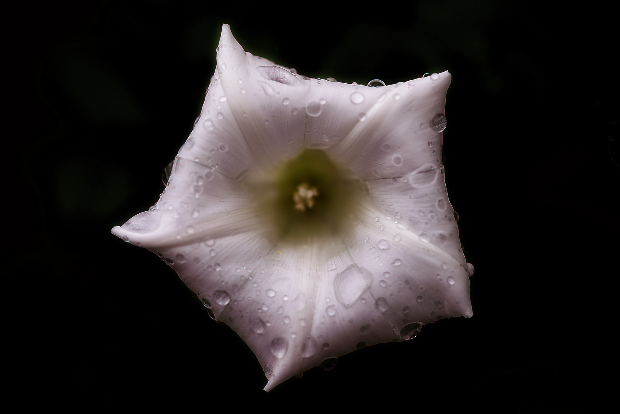 Sony a7R II + 105mm F2.8 sample photo. After rain photography