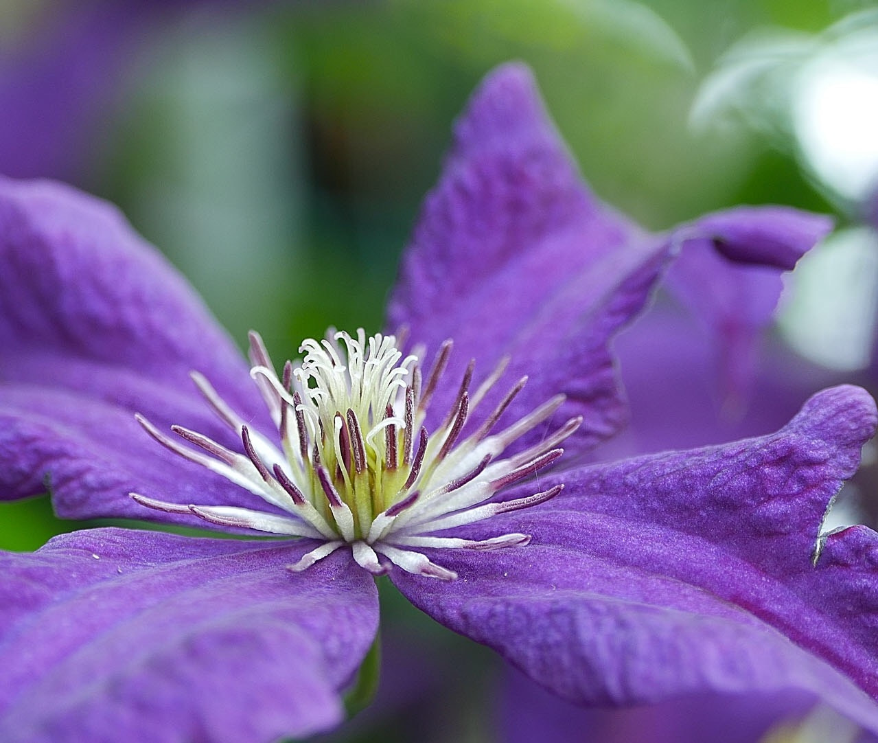 Panasonic Lumix G Vario 45-200mm F4-5.6 OIS sample photo. Very close photography