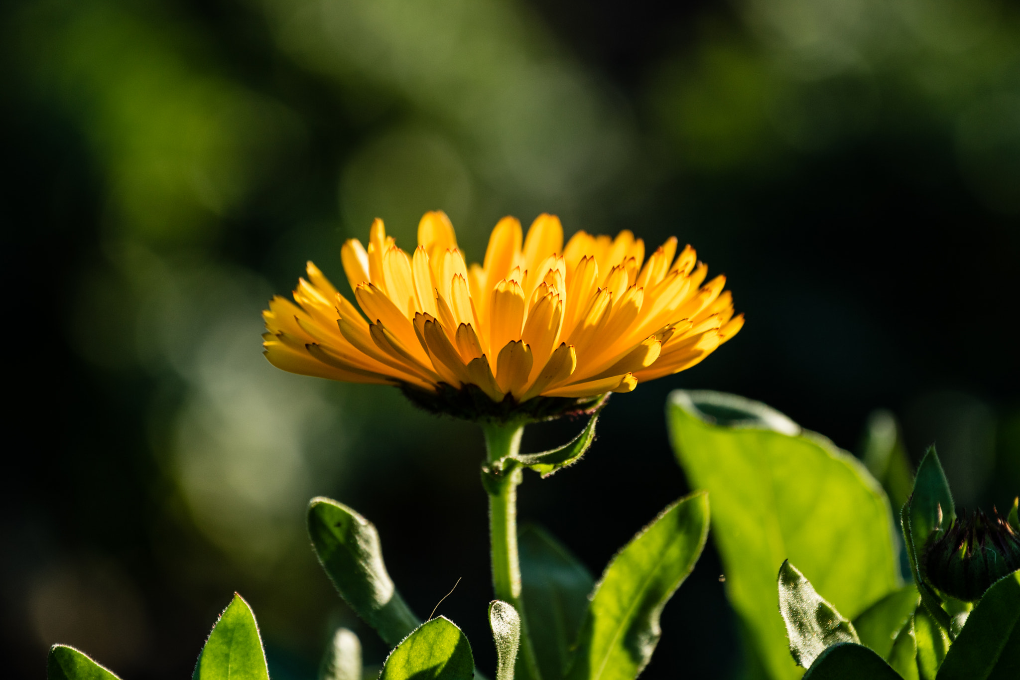 Canon EF 70-300mm F4-5.6L IS USM sample photo. Abg_20160715_12 photography