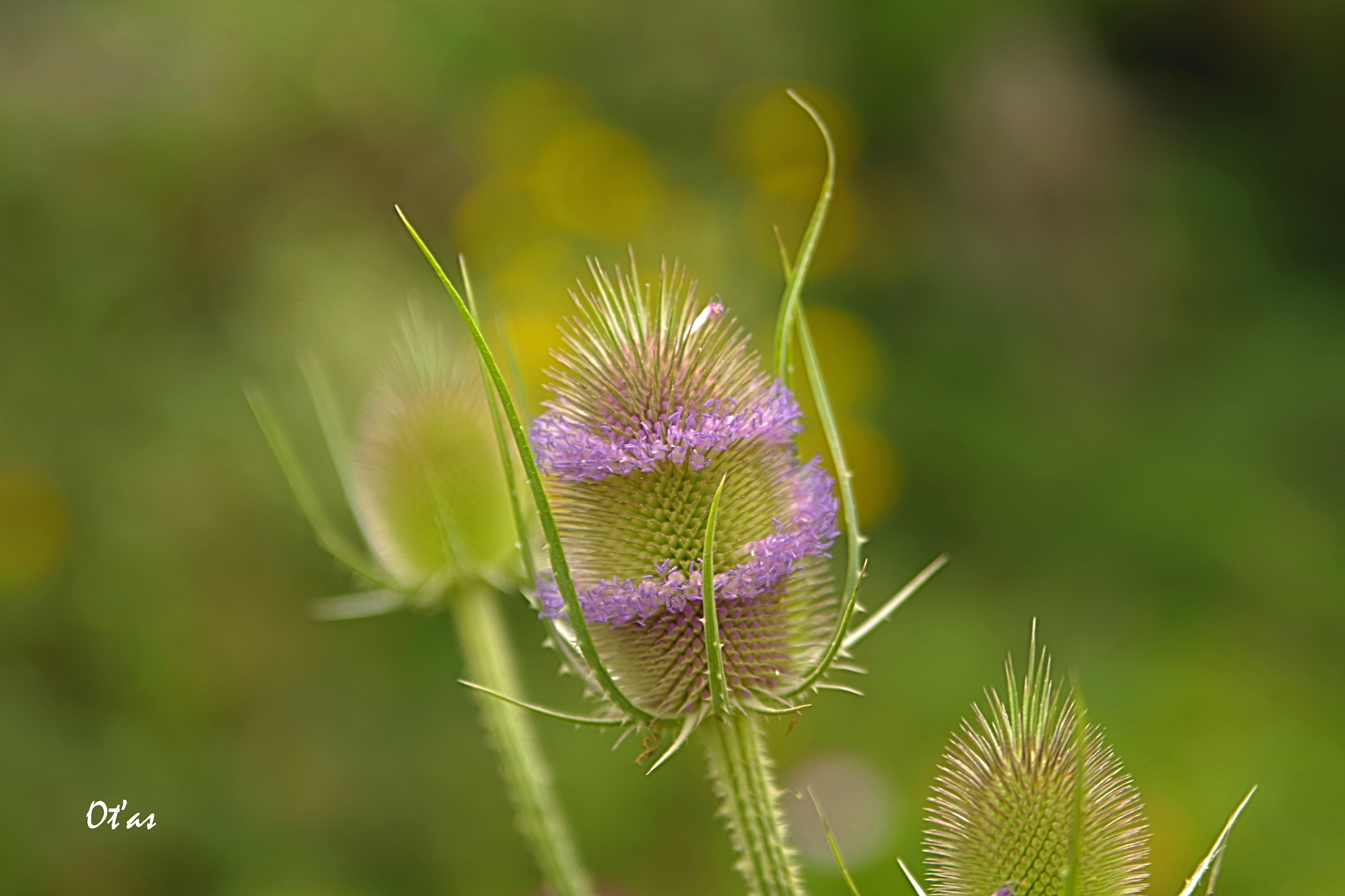 Pentax K-1 sample photo. Thistle photography