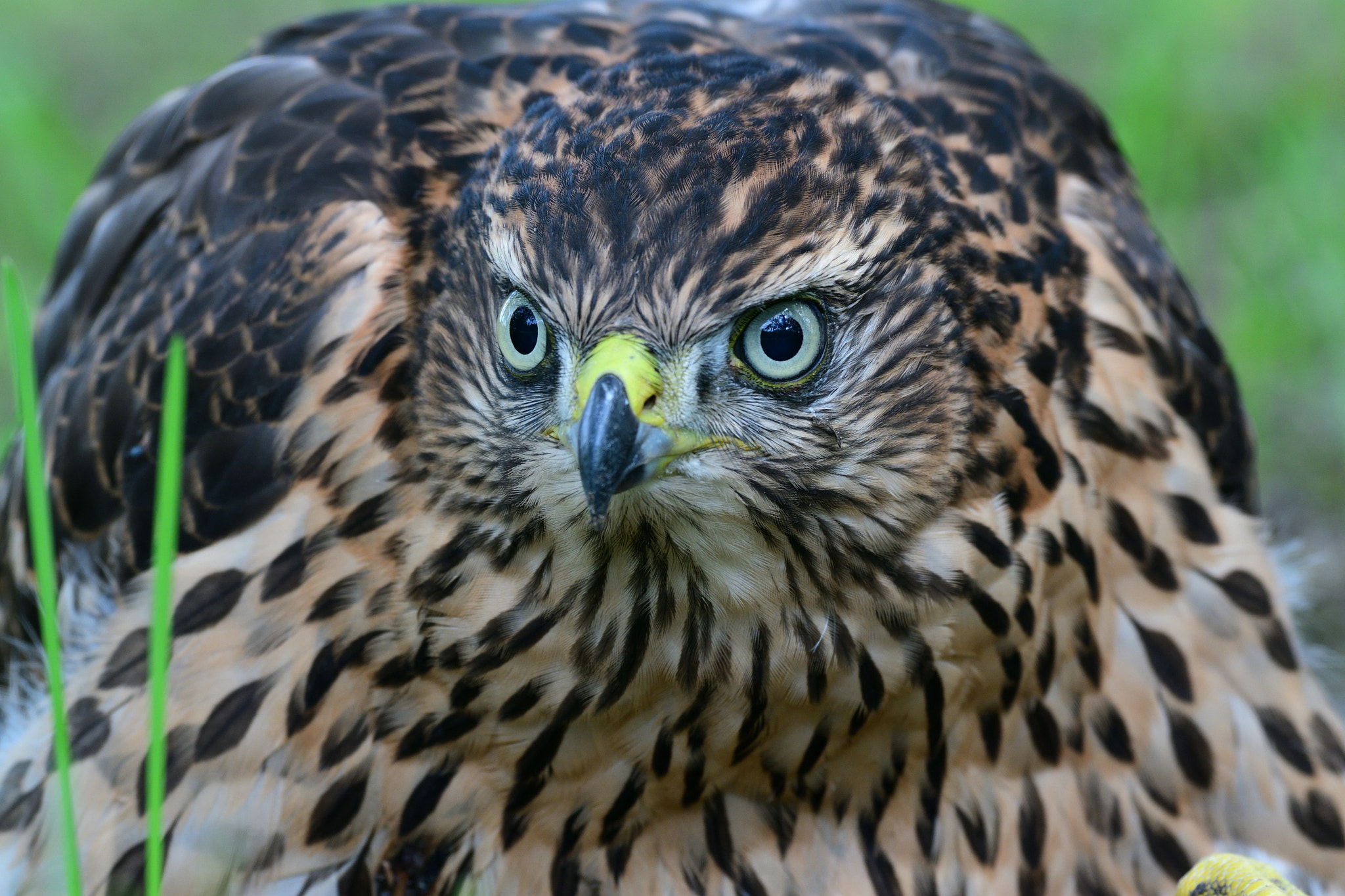 Nikon D500 + Sigma 500mm F4.5 EX DG HSM sample photo. Young bird of goshawk photography