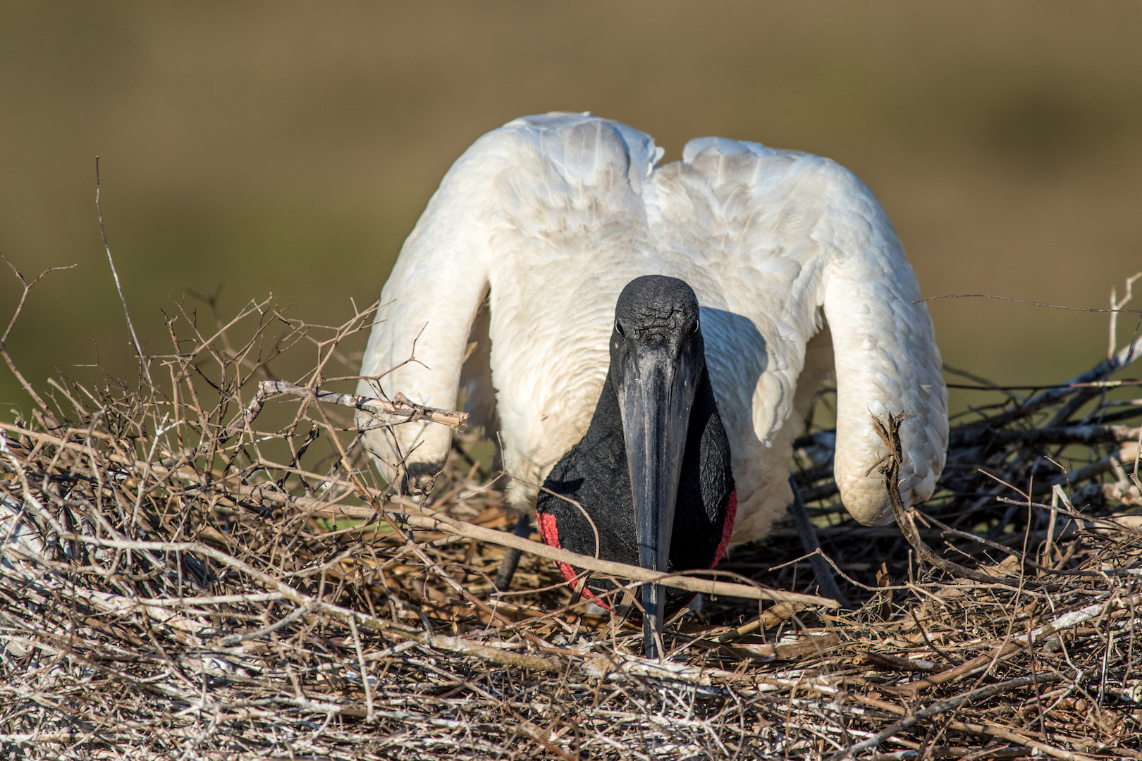 Canon EF 300mm f/2.8L + 1.4x sample photo. Tuiuiu photography