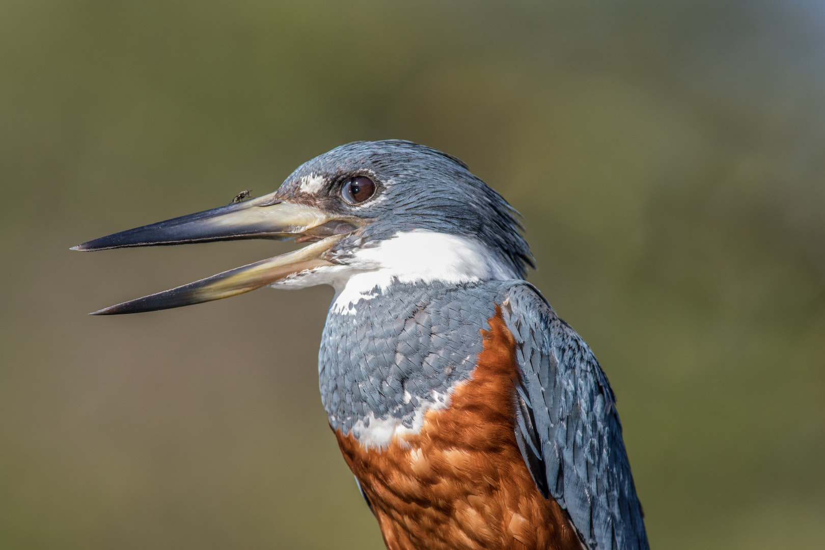Canon EF 300mm f/2.8L + 1.4x sample photo. Kingfisher photography