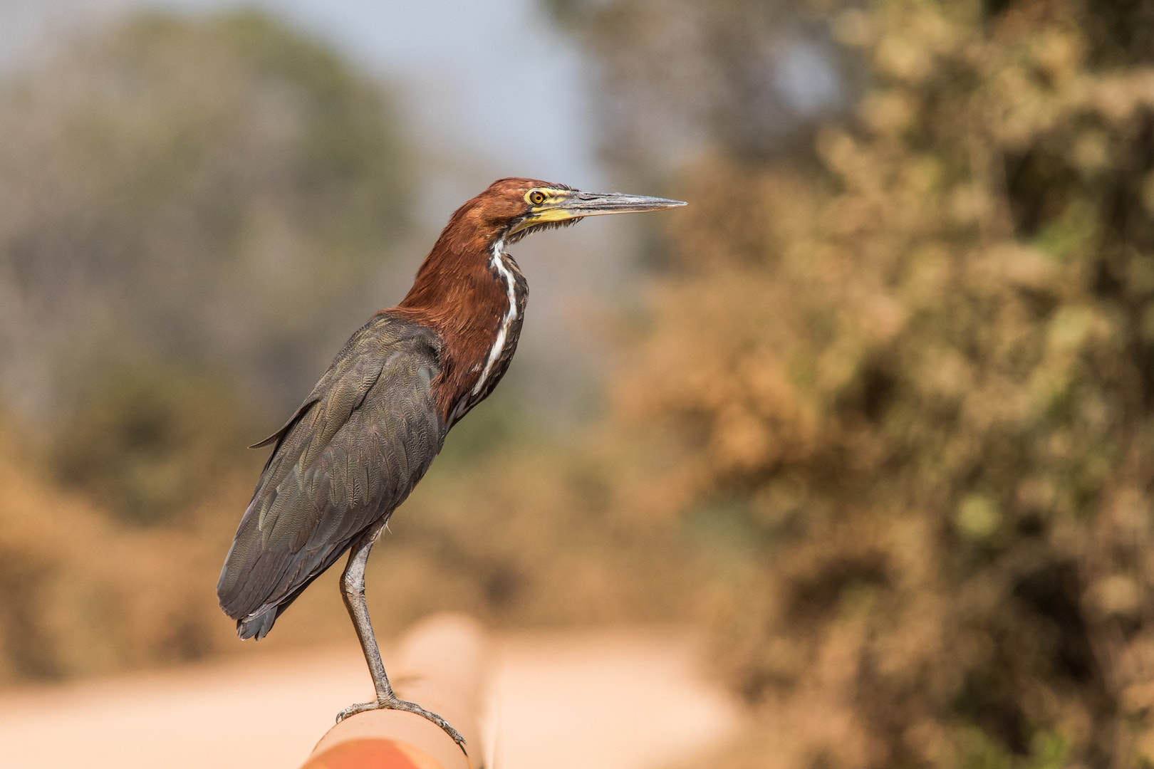 Canon EF 300mm f/2.8L + 1.4x sample photo