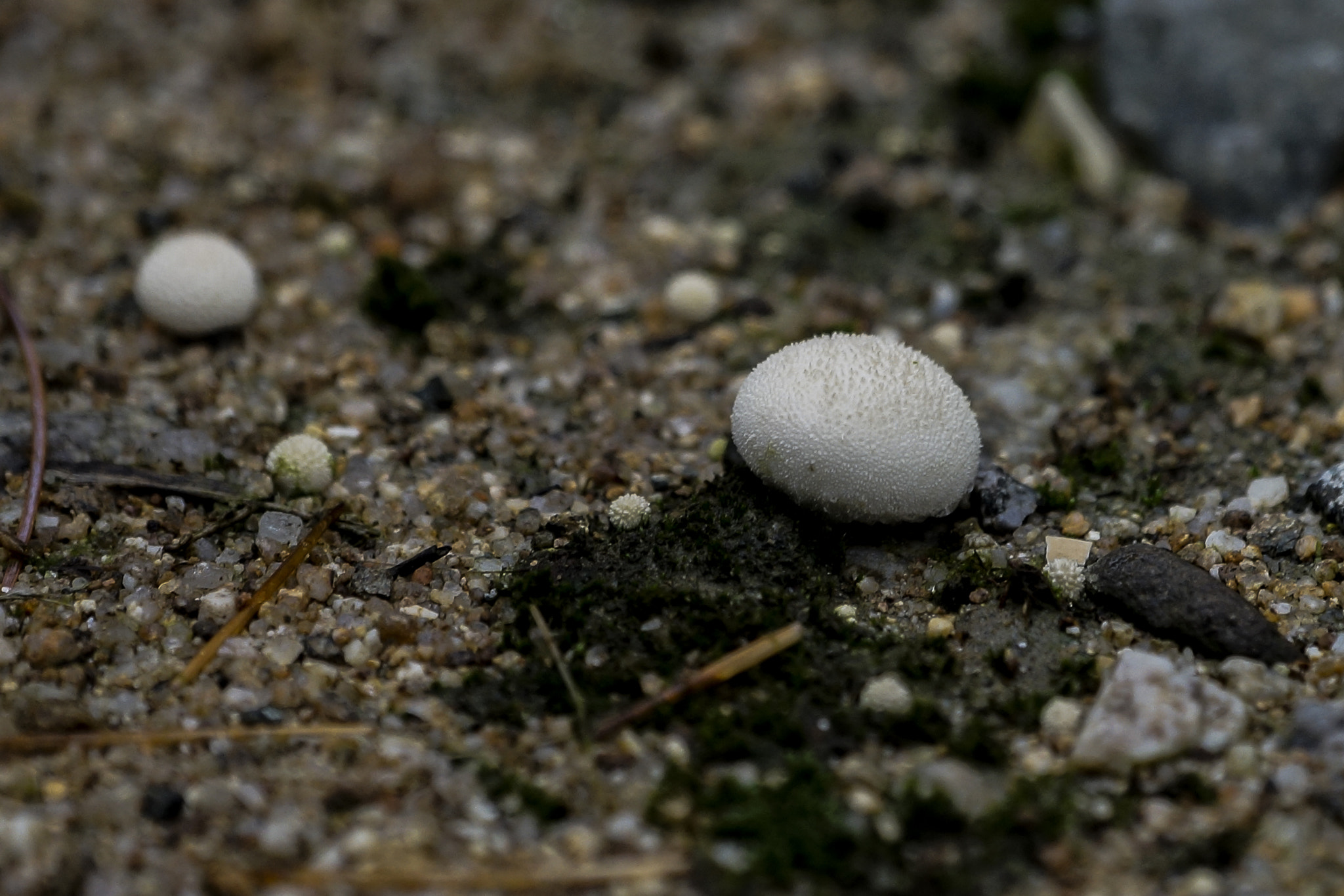 Sony 70-300mm F4.5-5.6 G SSM sample photo. Mushroom photography