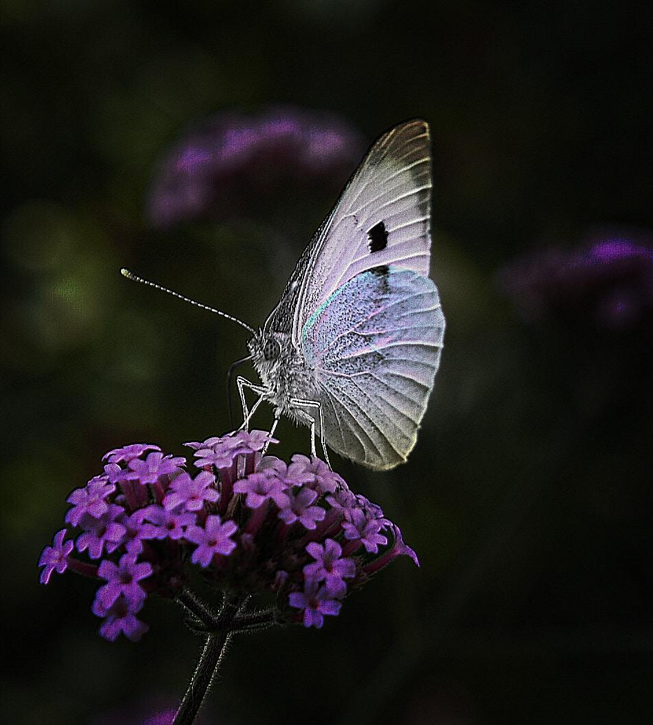 Olympus PEN E-PL7 + Olympus M.Zuiko Digital 45mm F1.8 sample photo. Butterfly photography