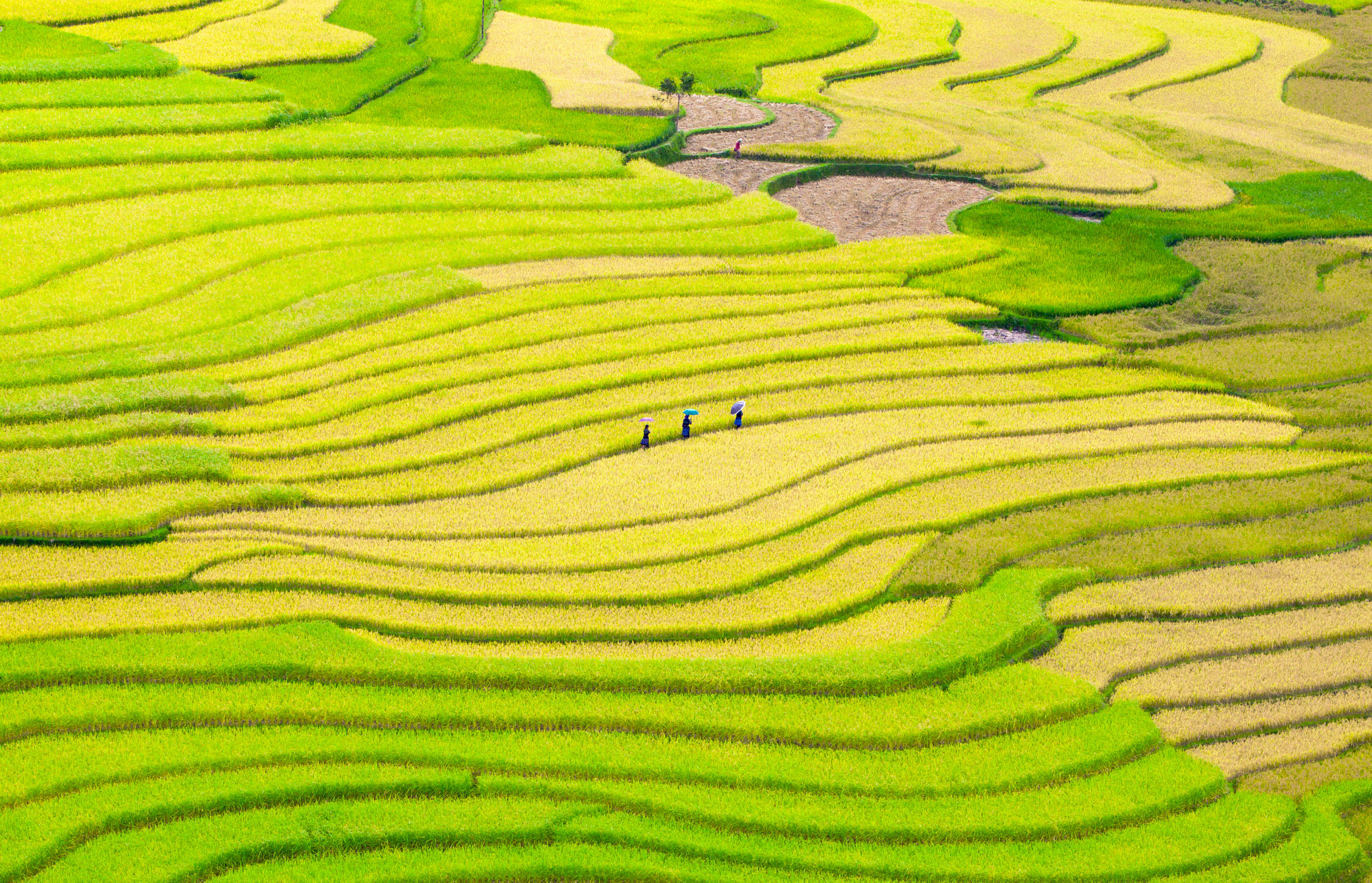 Canon EOS 50D + Canon EF 70-200mm F2.8L IS USM sample photo. Shimmering colors mu cang chai photography