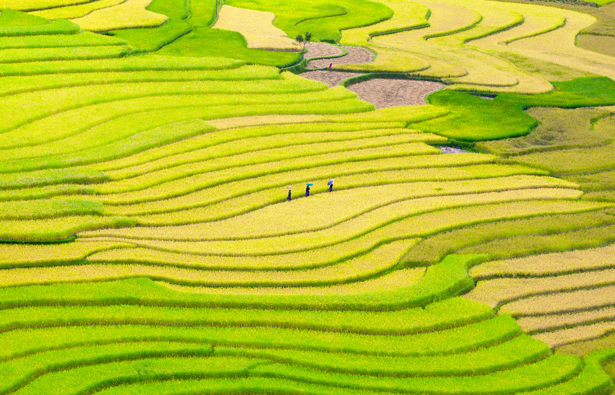 Canon EF 70-200mm F2.8L IS USM sample photo. Shimmering colors mu cang chai photography