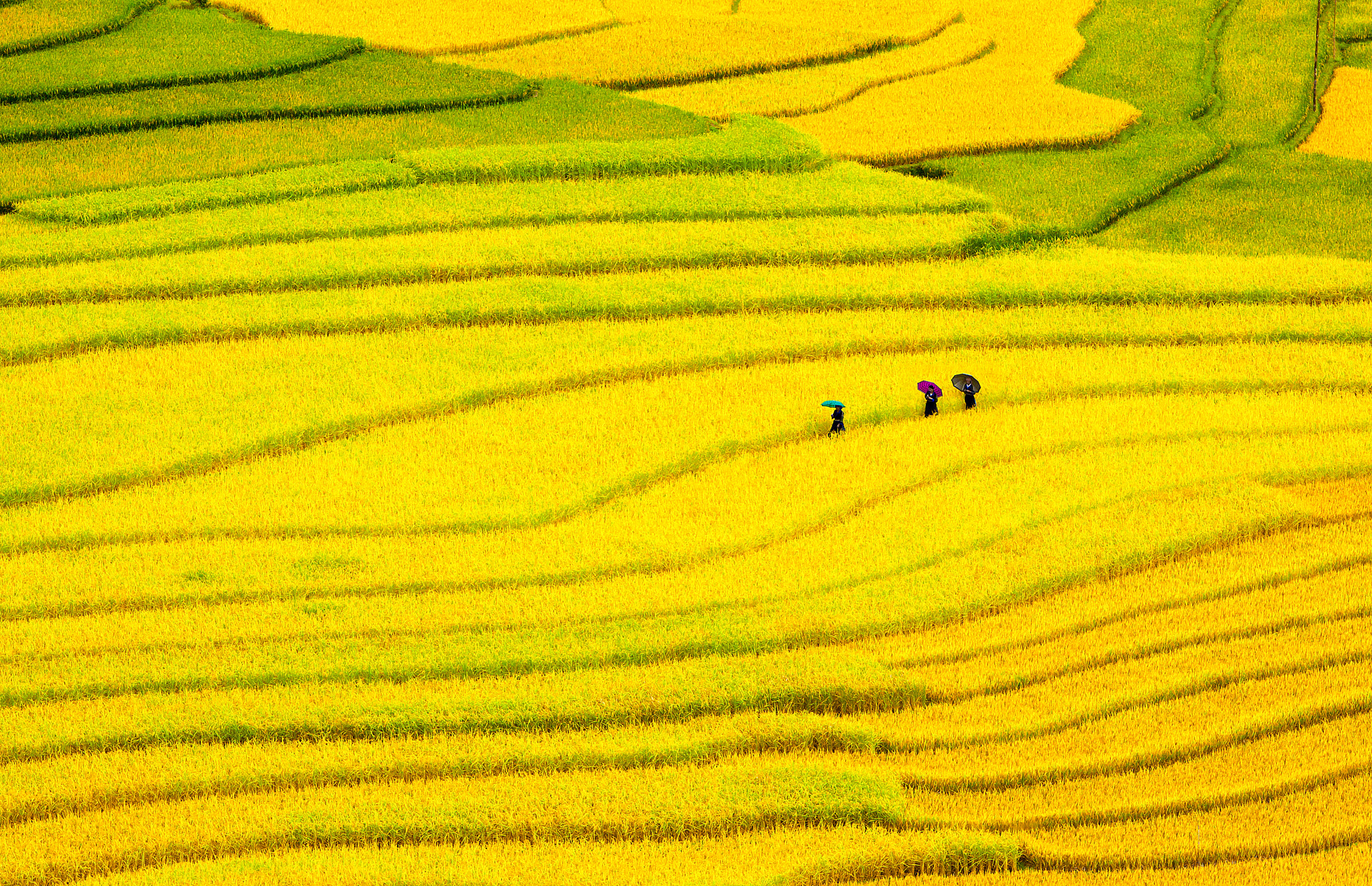 Canon EF 70-200mm F2.8L IS USM sample photo. Shimmering colors mu cang chai photography