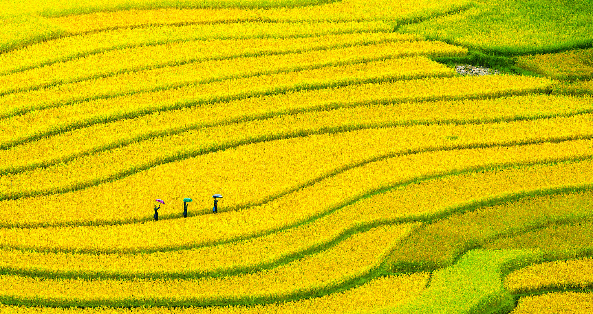Canon EF 70-200mm F2.8L IS USM sample photo. Shimmering colors mu cang chai photography