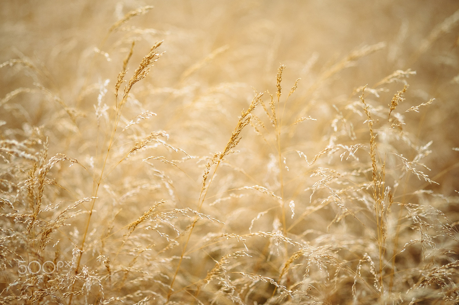 Fujifilm X-E2 + Fujifilm XF 60mm F2.4 R Macro sample photo. Gold growing oats - natural summer background, blurred image. soft selective focus on dry wheat... photography