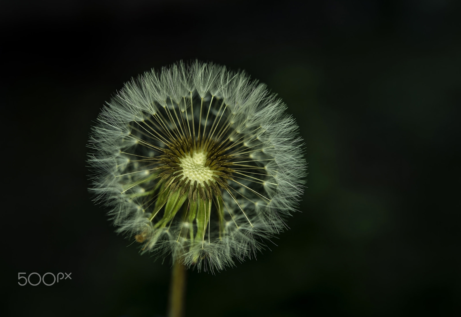 Nikon AF-S Micro-Nikkor 60mm F2.8G ED sample photo. Karahindiba (taraxacum officinale) photography