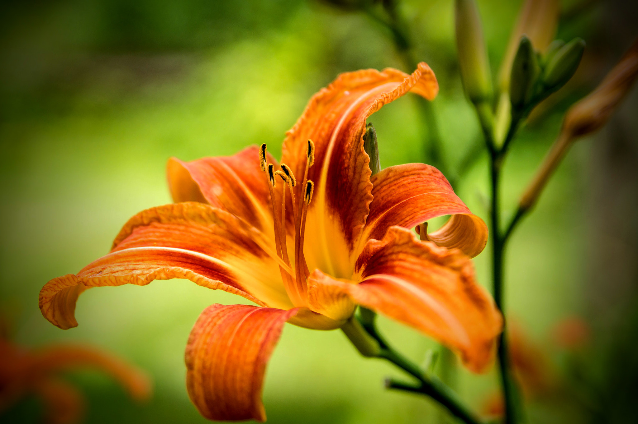 Sony SLT-A58 + Tamron SP 24-70mm F2.8 Di VC USD sample photo. Wild lily photography