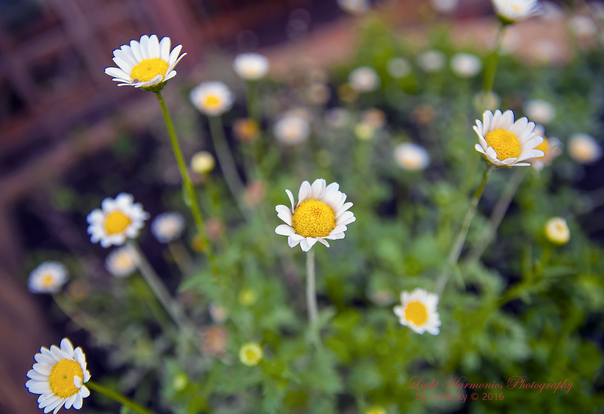 Nikon D80 + Sigma 18-50mm F2.8 EX DC Macro sample photo. Tif dj photography