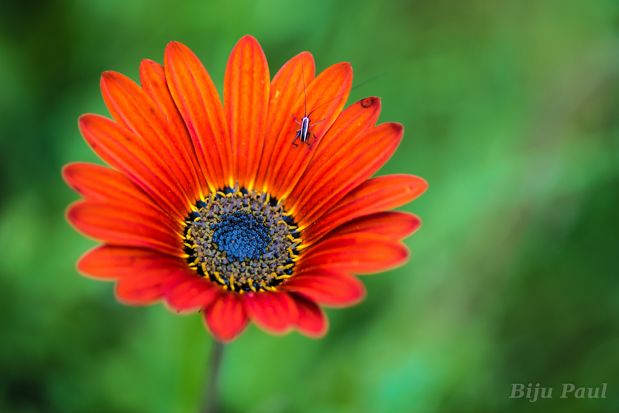 Nikon AF-S Micro-Nikkor 105mm F2.8G IF-ED VR sample photo. Bug on a flower photography