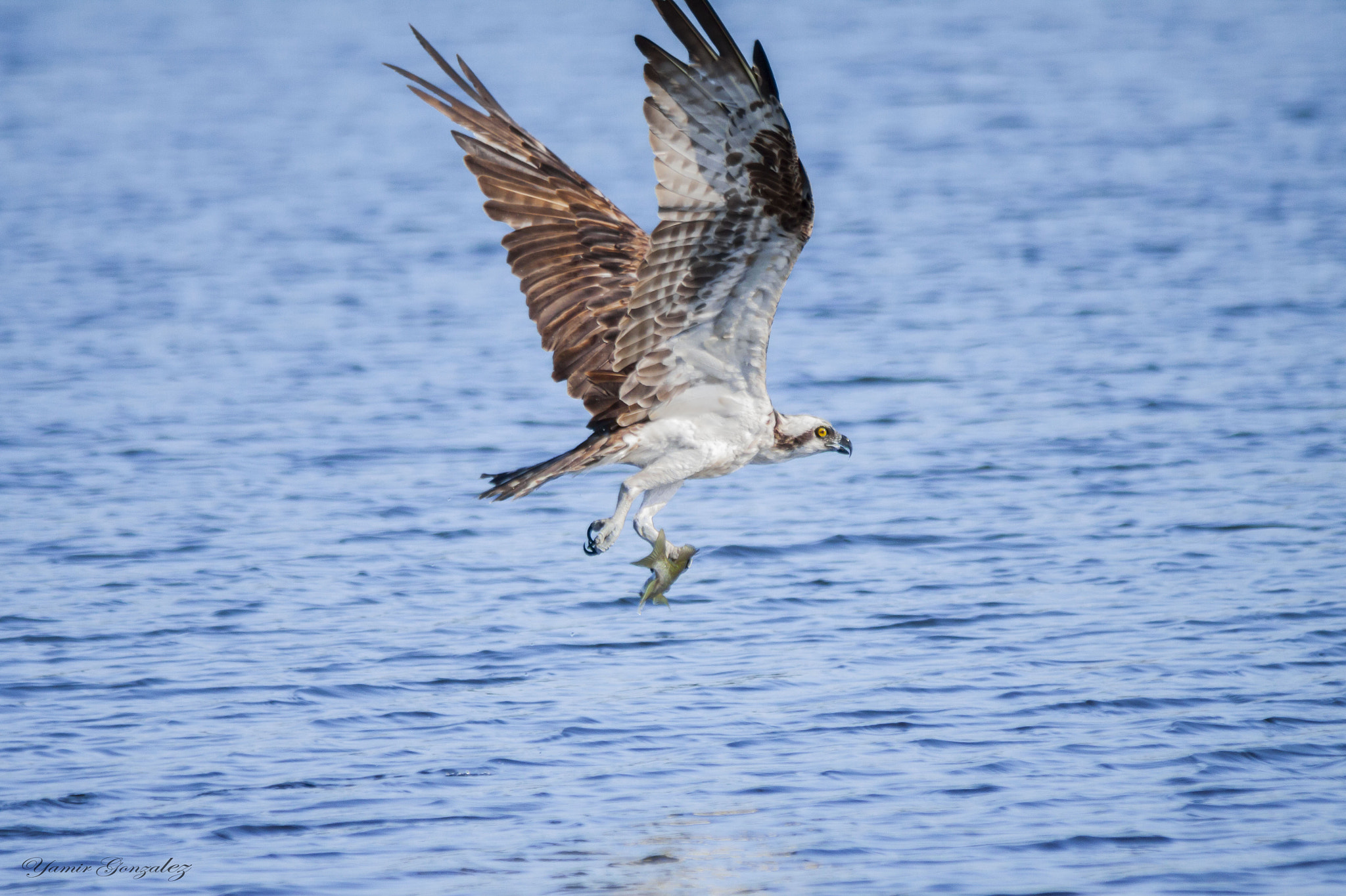 Canon EOS 50D + Canon EF 70-200mm F2.8L USM sample photo. Osprey with fish photography