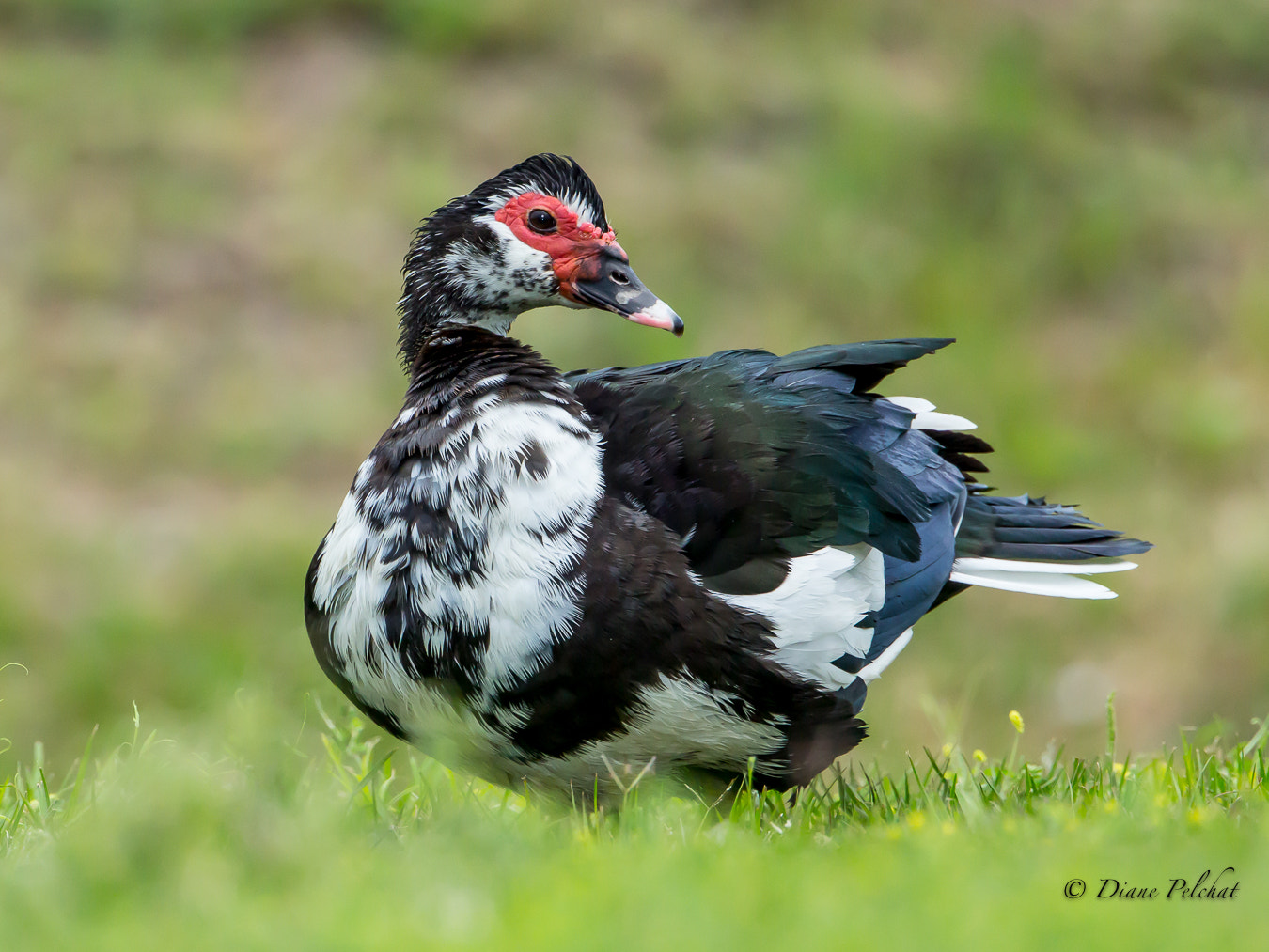 Canon EF 300mm F2.8L IS II USM sample photo. Muscovy duck photography
