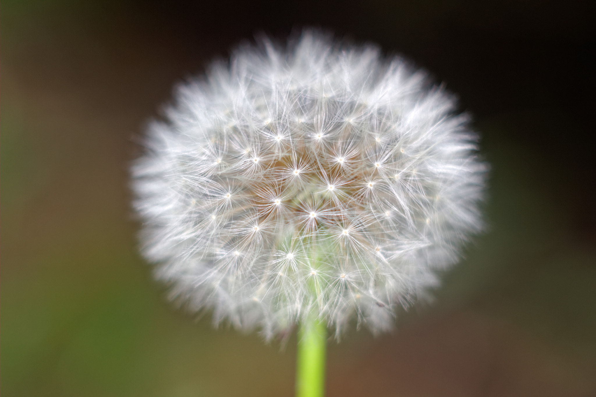 Canon EF 28-80mm f/3.5-5.6 sample photo. Dandelion photography