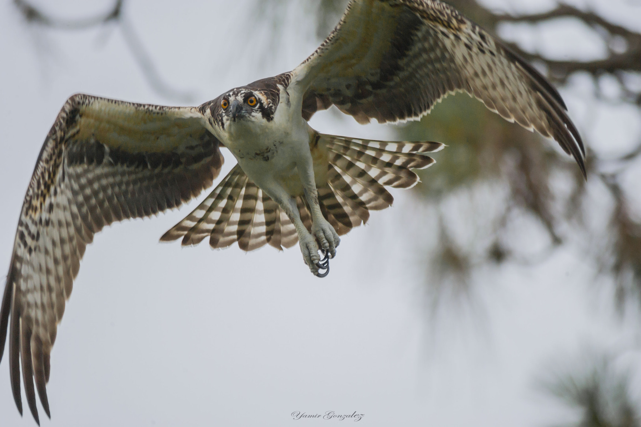 Canon EOS-1D Mark II sample photo. Osprey in flight photography
