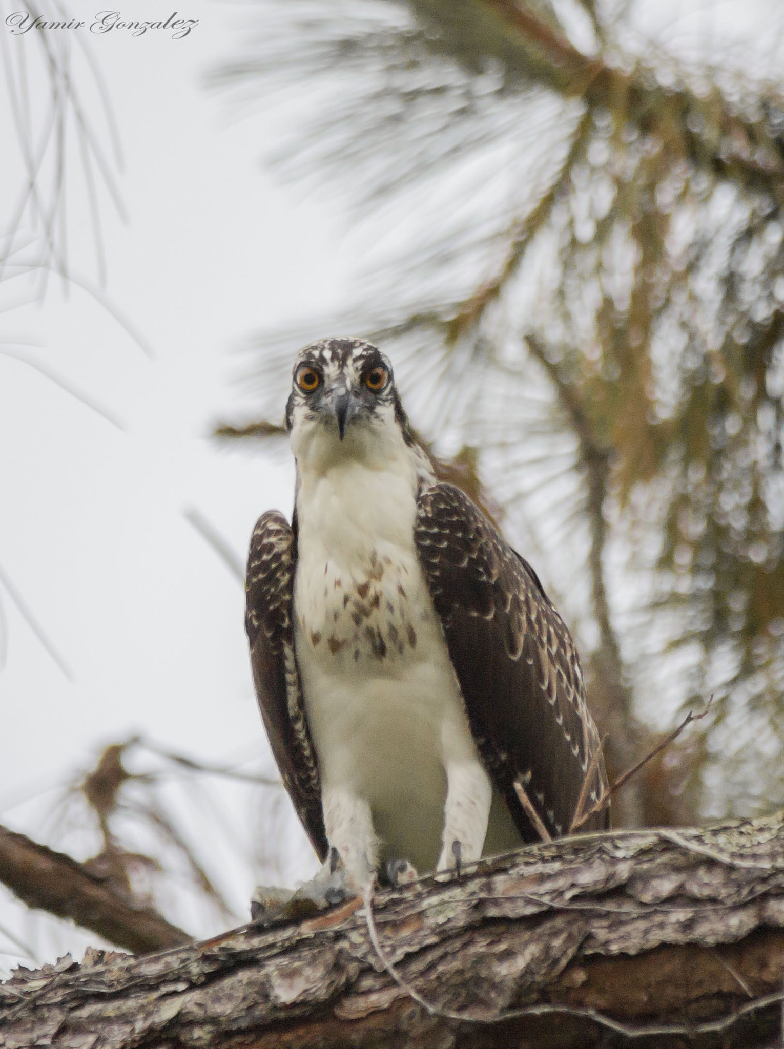 Canon EOS-1D Mark II sample photo. Are you looking at me!! photography