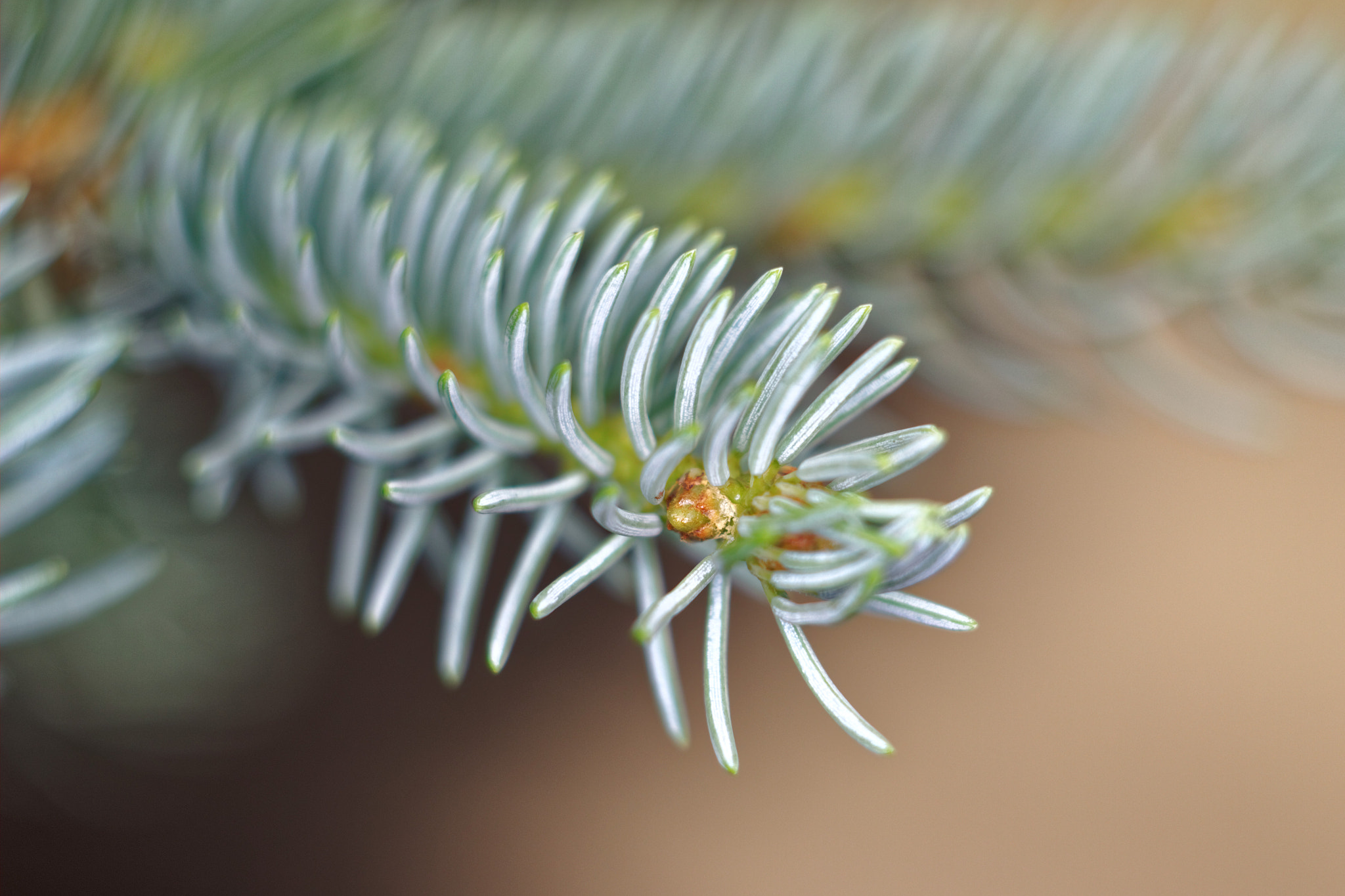 Canon EF 28-80mm f/3.5-5.6 sample photo. Fir-tree photography