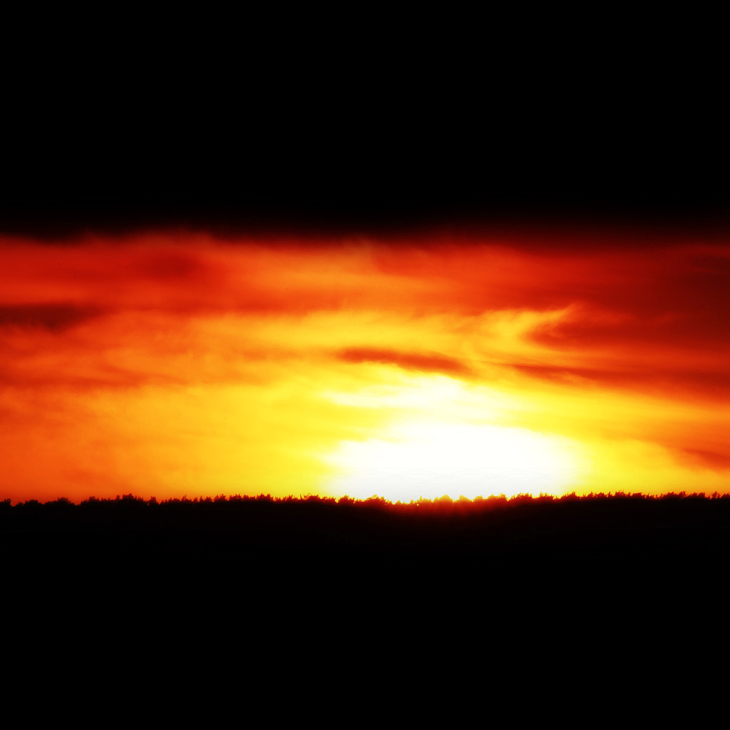 Sunset over the pine forest by Nick Patrin on 500px.com