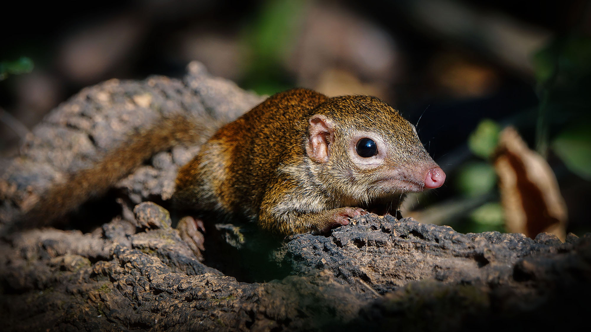 Sony ILCA-77M2 + Sony 70-400mm F4-5.6 G SSM II sample photo. Northern treeshrew photography