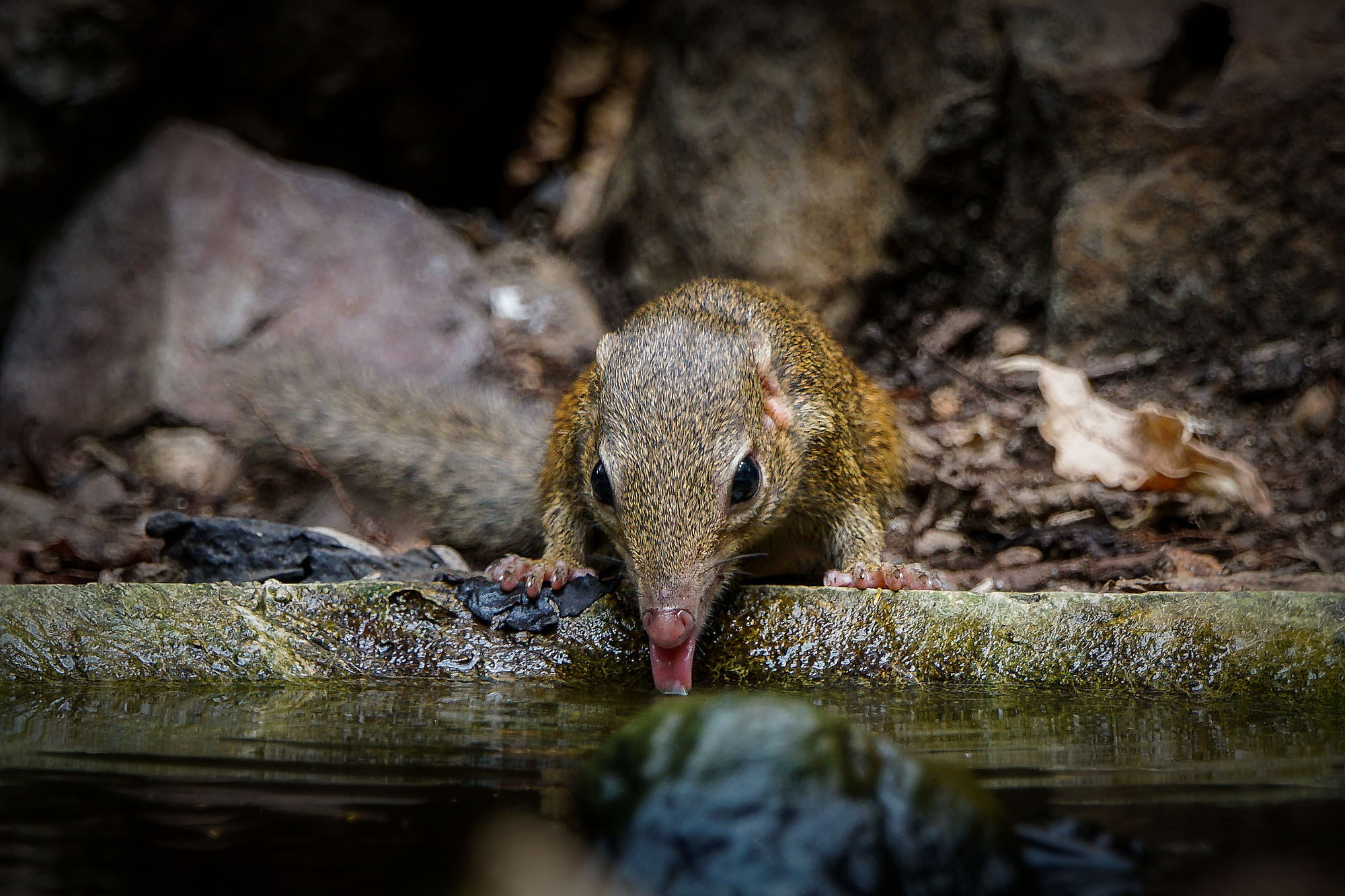 Sony ILCA-77M2 + Sony 70-400mm F4-5.6 G SSM II sample photo. Northern treeshrew photography