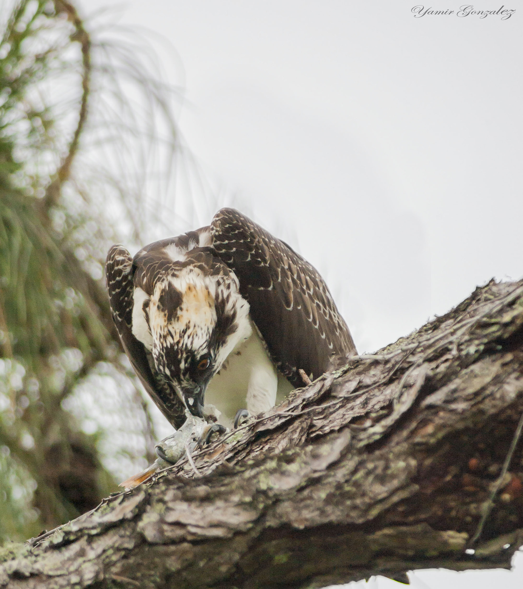 Canon EOS-1D Mark II sample photo. Osprey with meal photography
