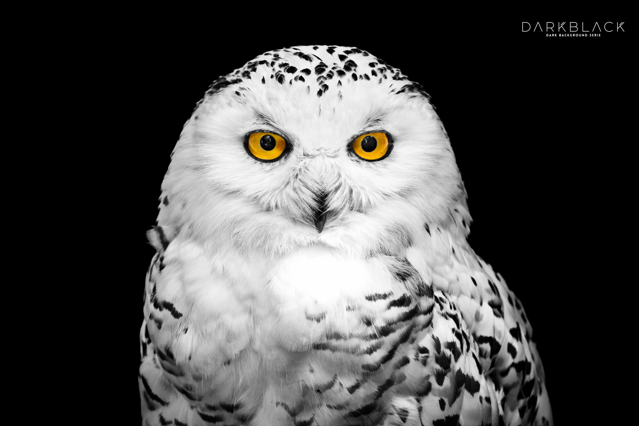 Nikon D800E sample photo. Snowy owl photography