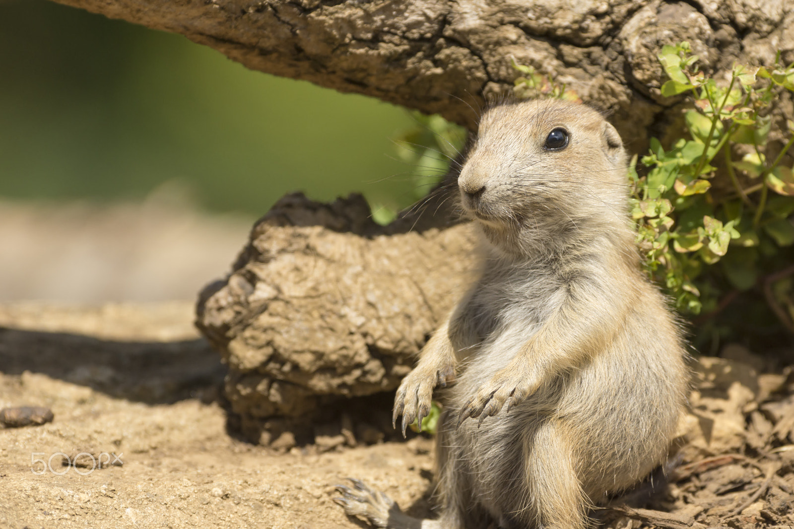 Sigma AF 500mm F4.5 EX DG APO sample photo. Black-tailed prairie dog,rests in sun photography