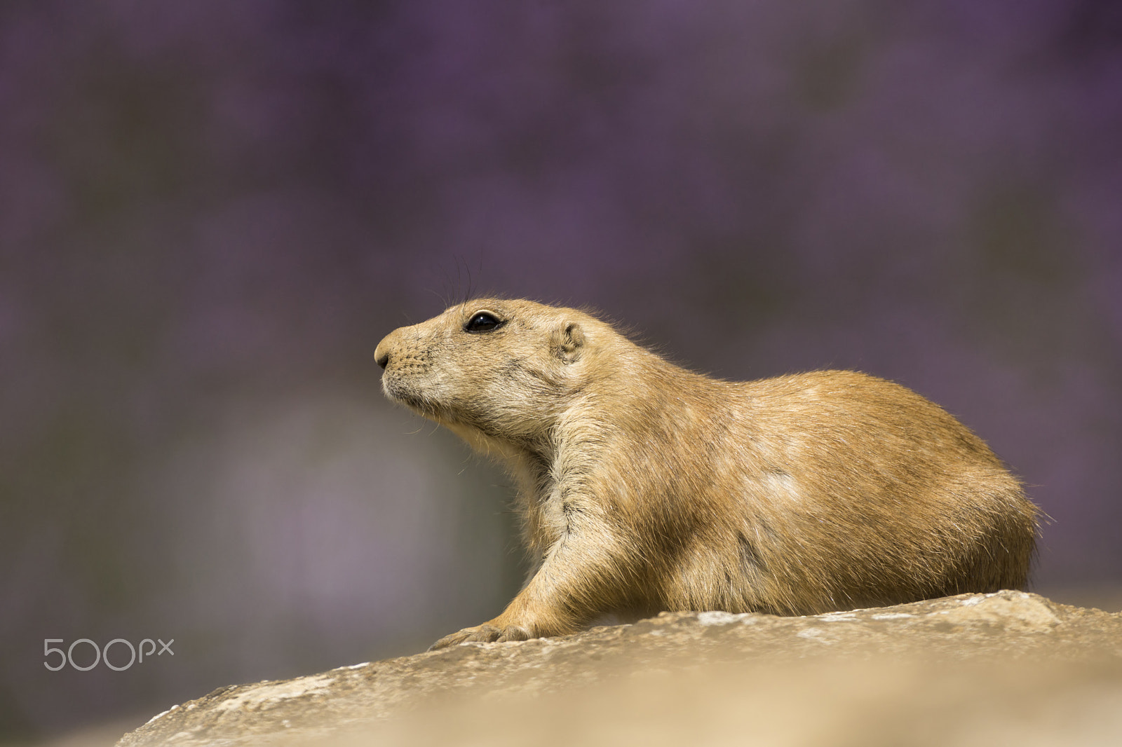 Sigma AF 500mm F4.5 EX DG APO sample photo. Black-tailed prairie dog,rests in sun photography
