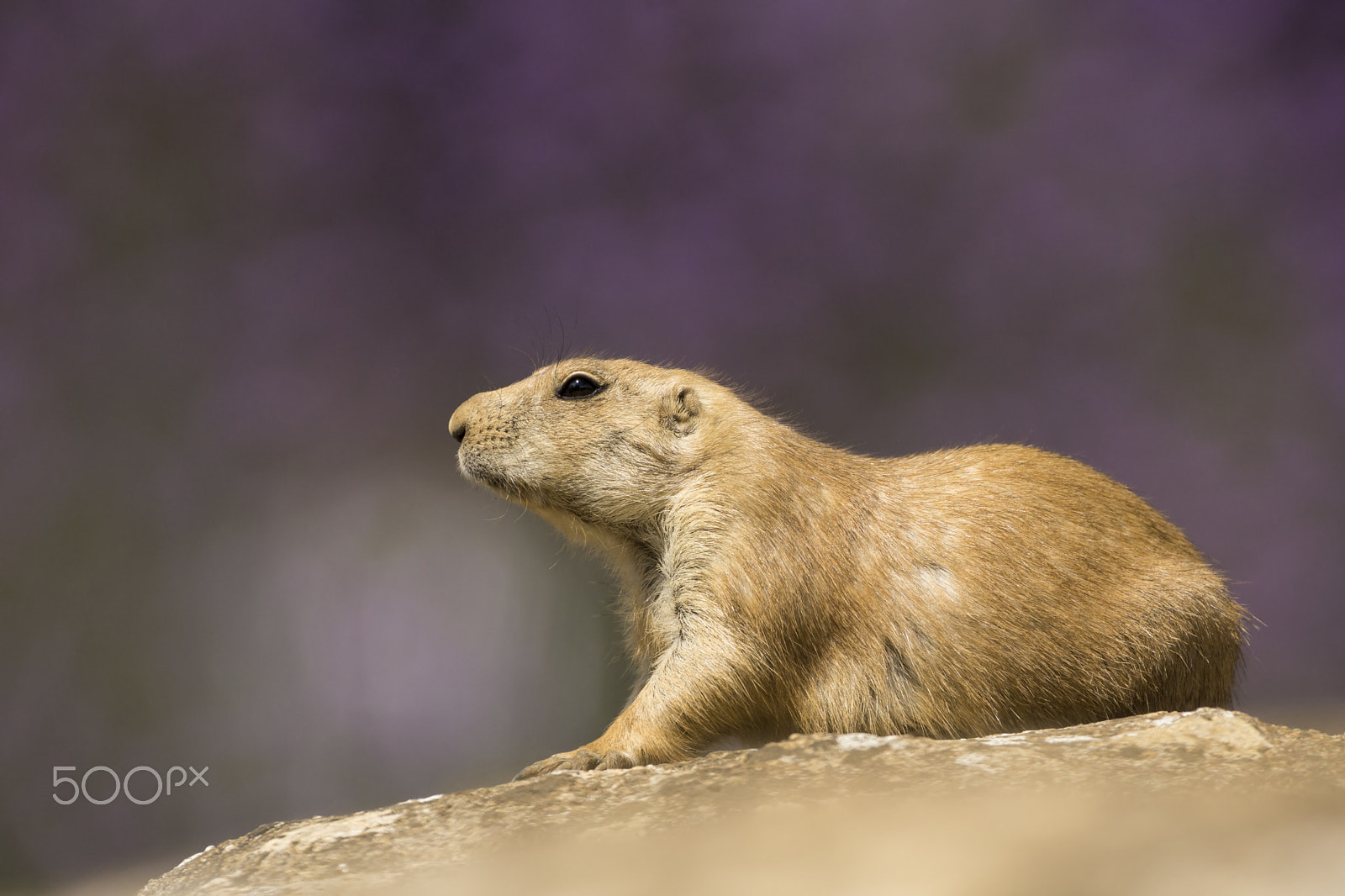 Sony SLT-A77 sample photo. Black-tailed prairie dog,rests in sun photography