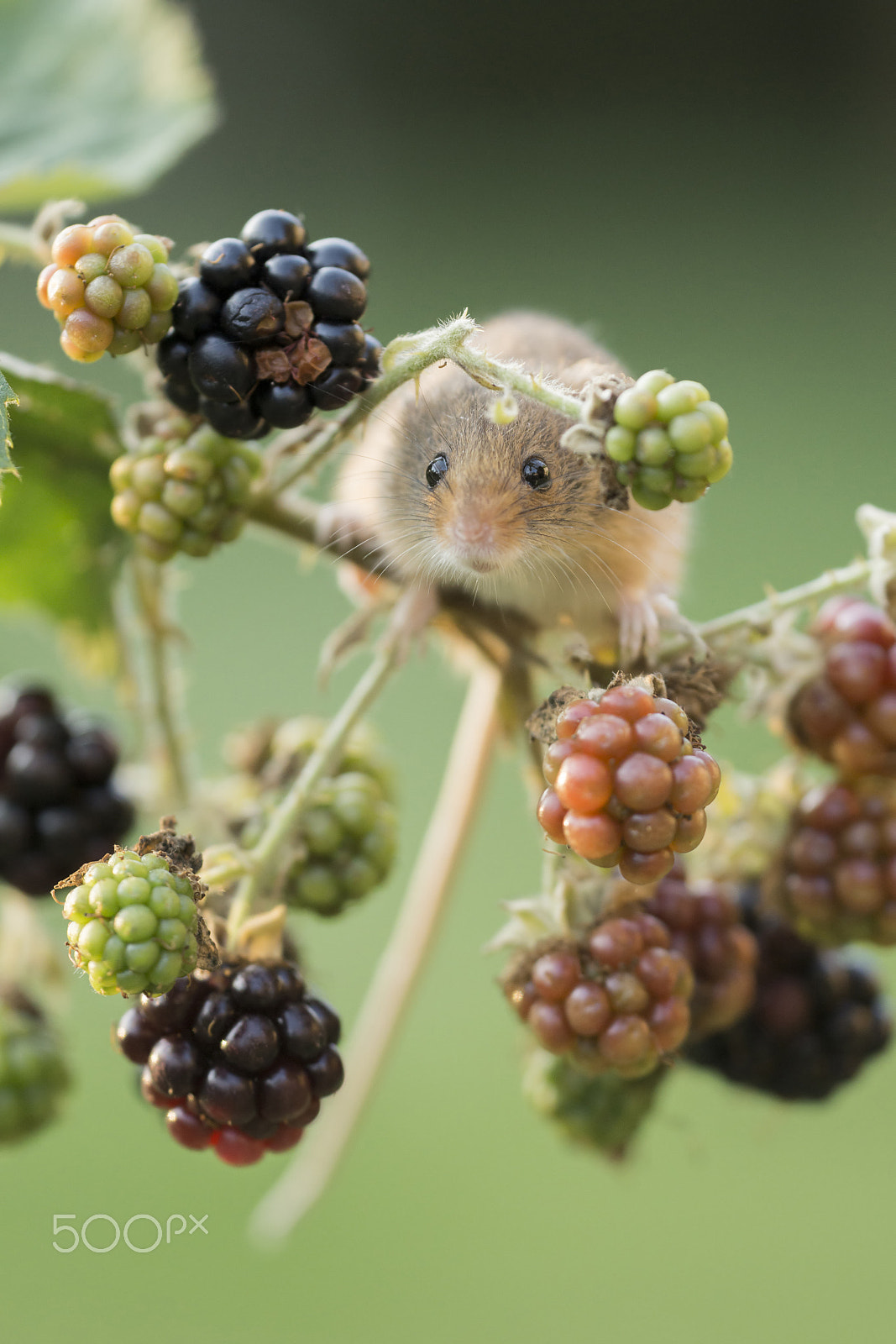 Sigma 180mm F3.5 EX DG Macro sample photo. Harvest mouse feeds on blackberry photography