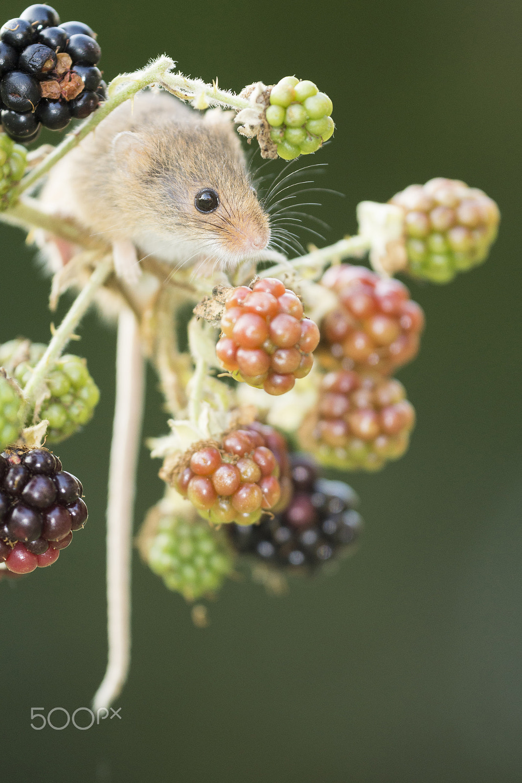 Sigma 180mm F3.5 EX DG Macro sample photo. Harvest mouse feeds on blackberry photography