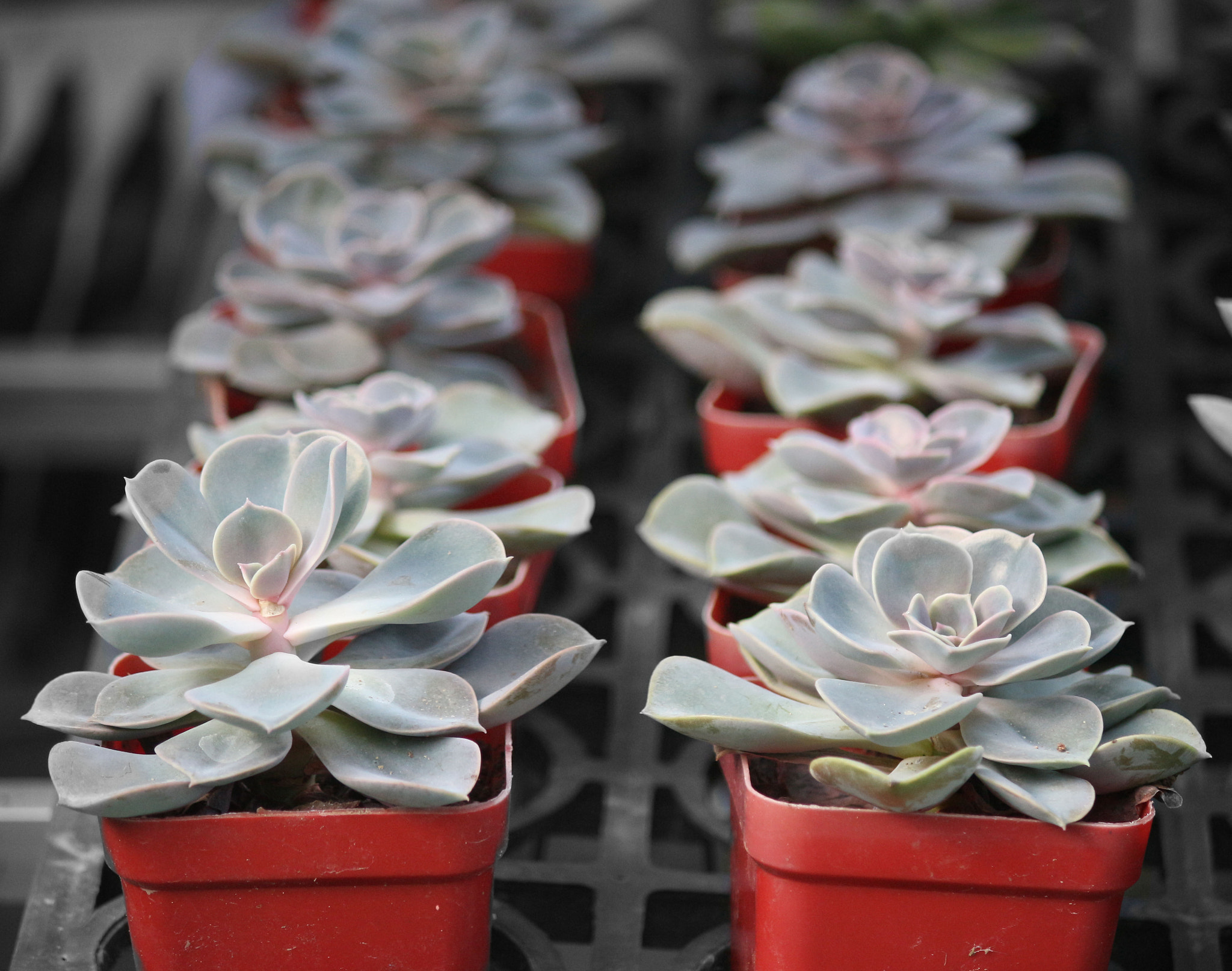 Canon EOS M2 + Canon EF-S 55-250mm F4-5.6 IS sample photo. Succulent plants photography
