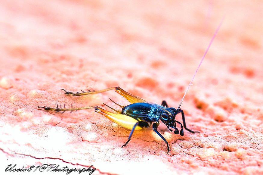 Sony Alpha DSLR-A580 sample photo. I'm a cricket photography