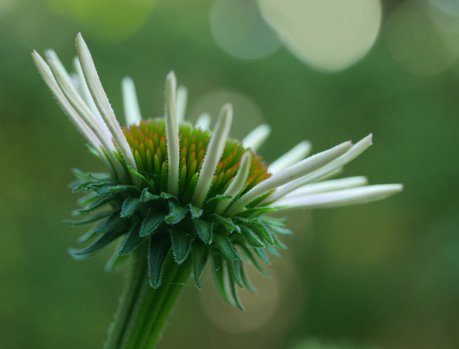 Panasonic Lumix DMC-G7 + Panasonic Lumix G Vario 45-200mm F4-5.6 OIS sample photo. Echinacea photography