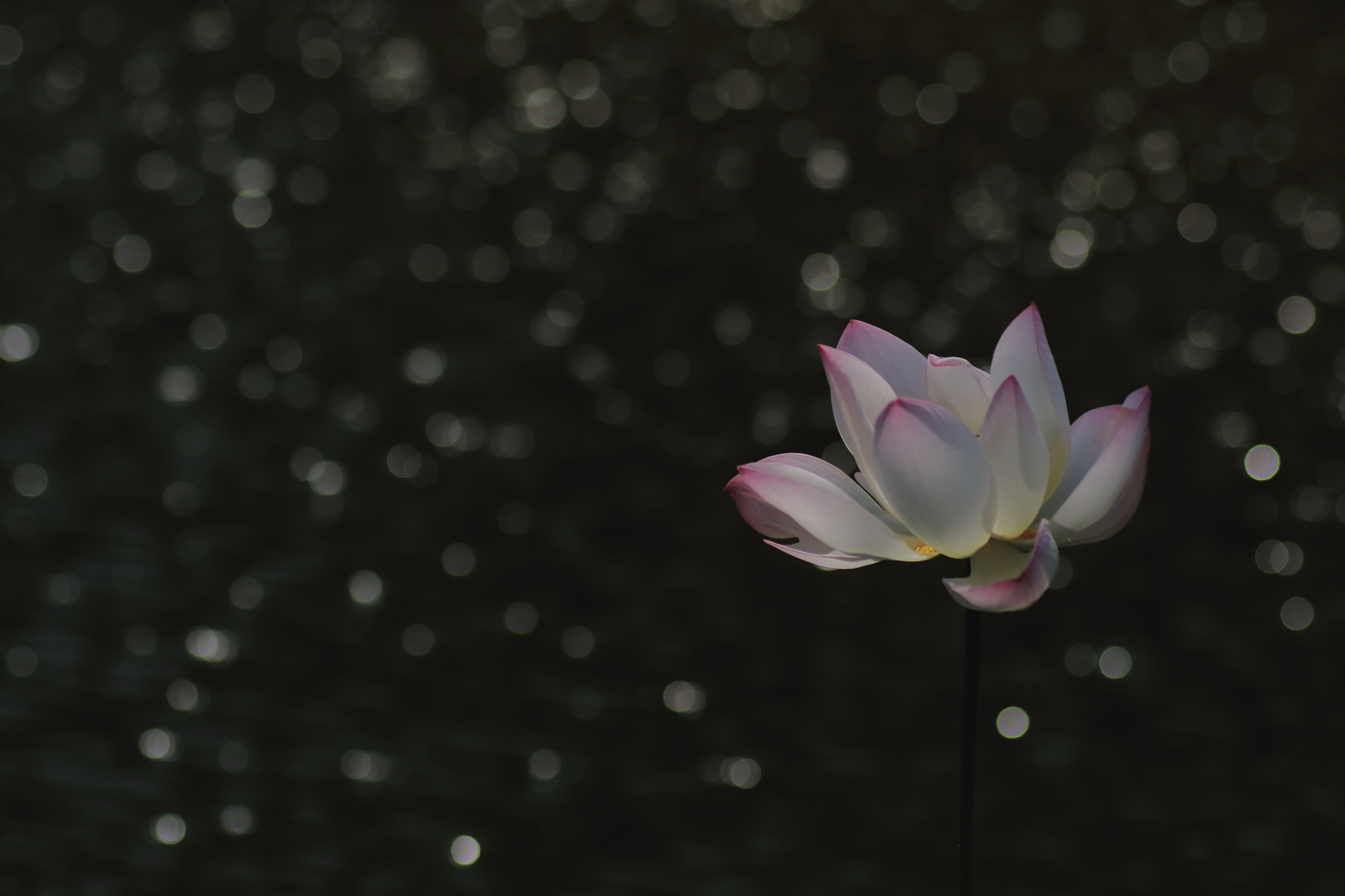 Canon EOS 7D Mark II + Tamron SP AF 90mm F2.8 Di Macro sample photo. ...星降る時。 photography