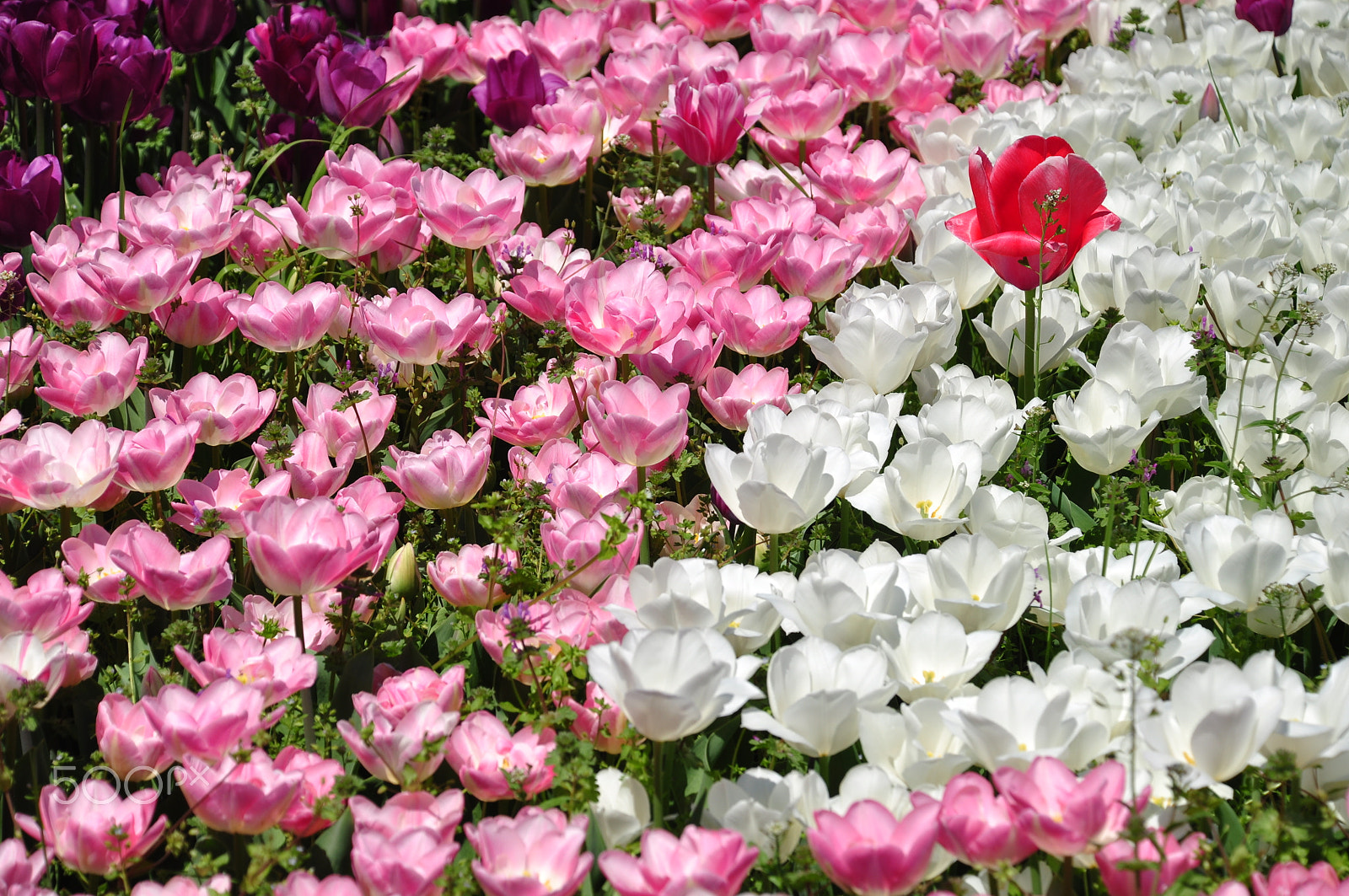 Nikon D5000 sample photo. Red tulips photography