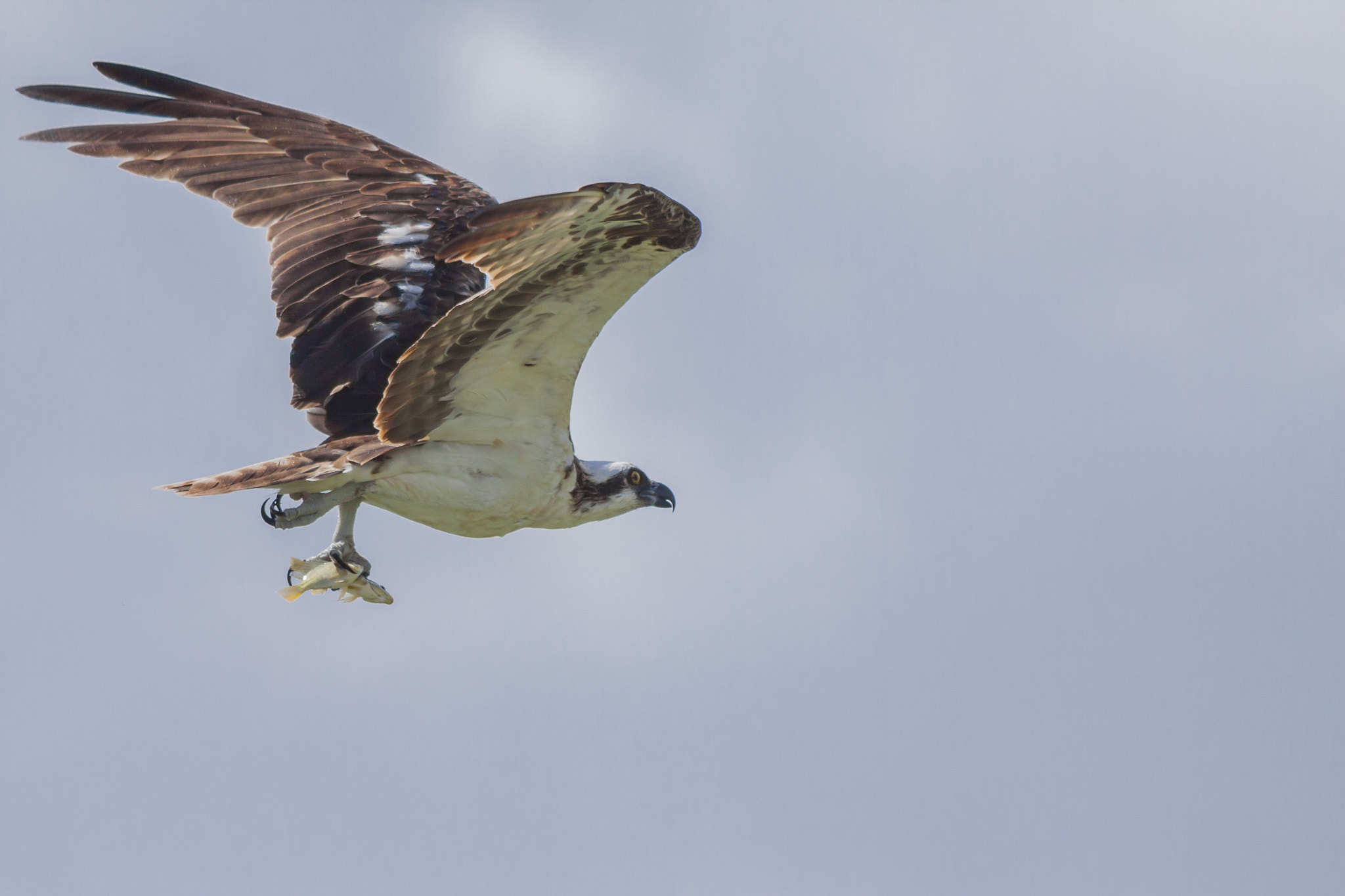 Canon EF 70-200mm F2.8L USM sample photo. Osprey two-fer photography