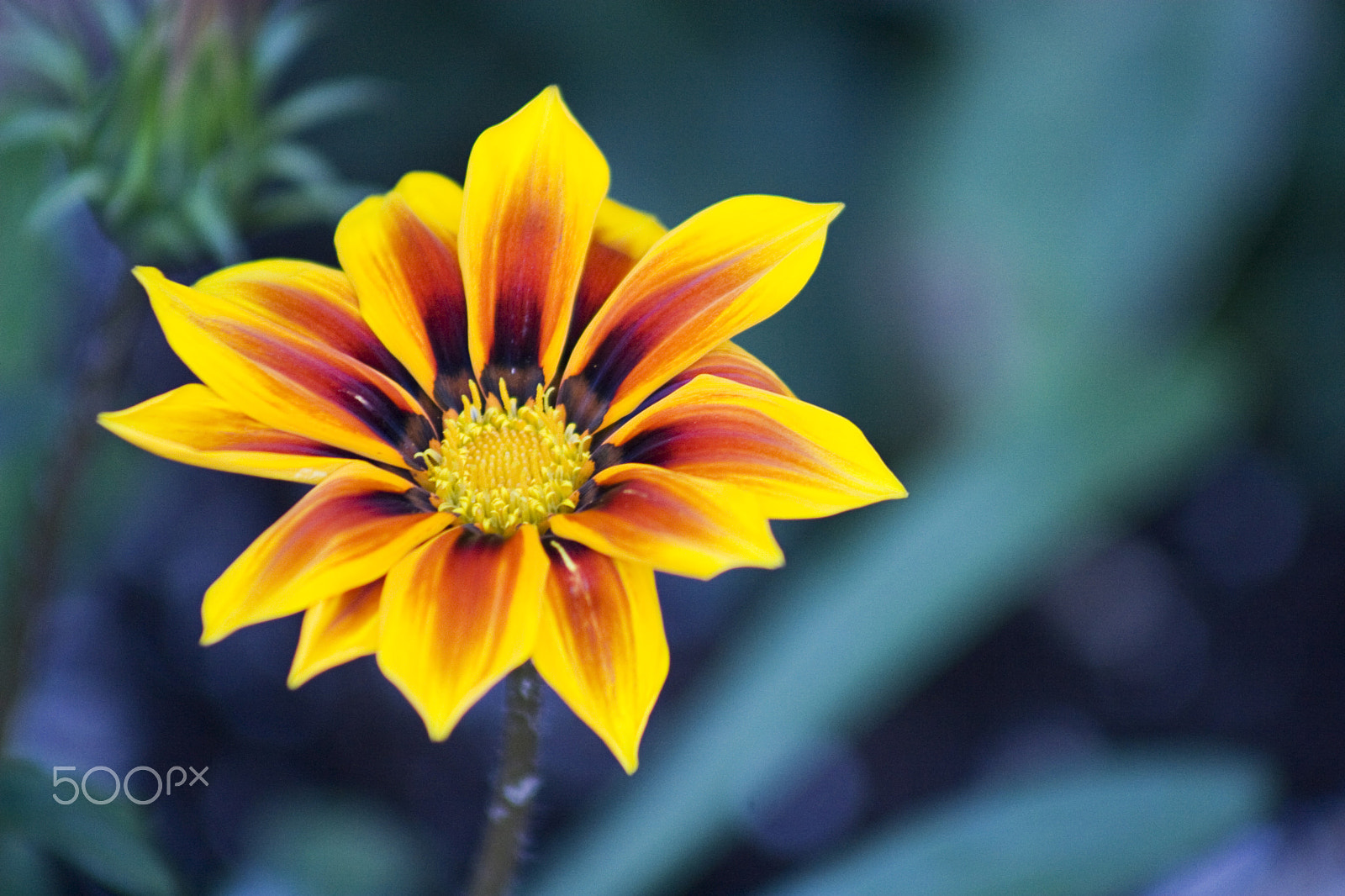 Canon EF 75-300mm f/4-5.6 USM sample photo. Beaut photography