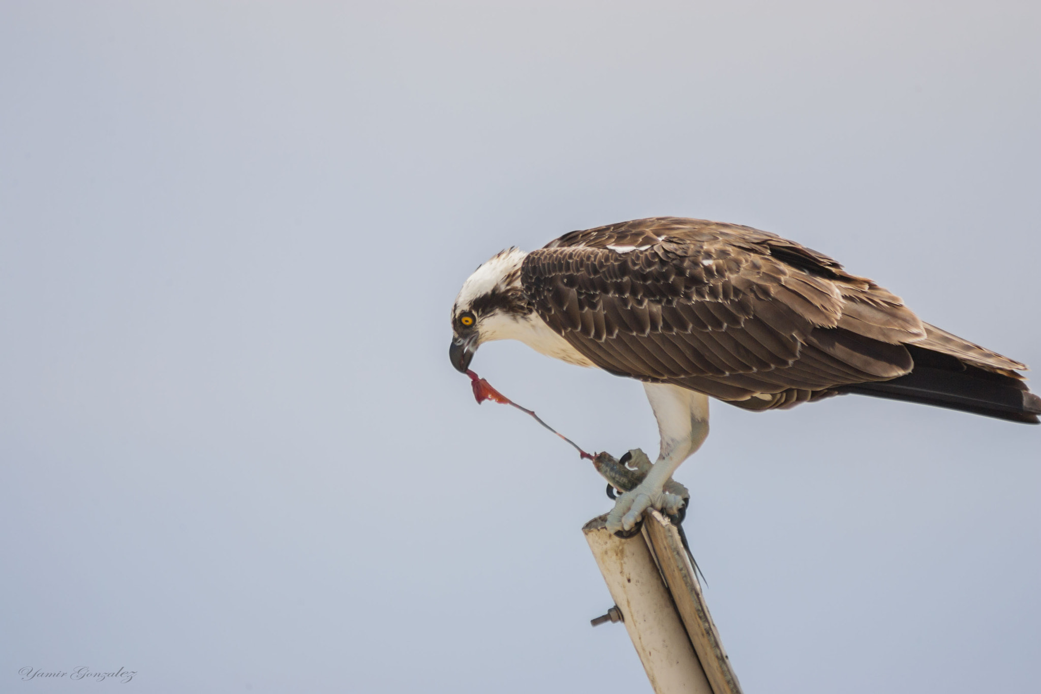 Canon EOS-1D Mark II + Canon EF 70-200mm F2.8L USM sample photo. Osprey eating meal (yum) photography