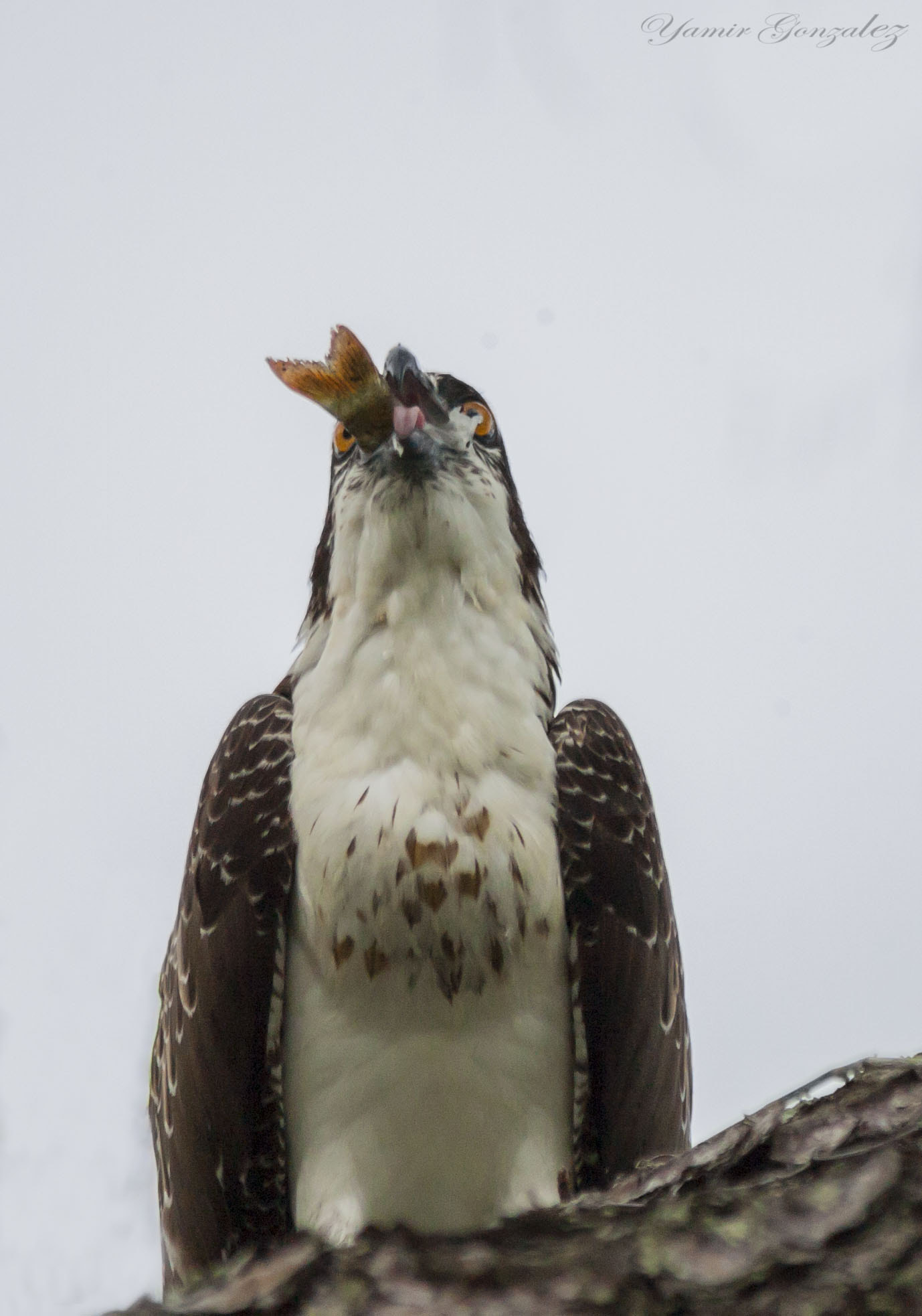Canon EOS-1D Mark II sample photo. Down the hatch (yummy) photography
