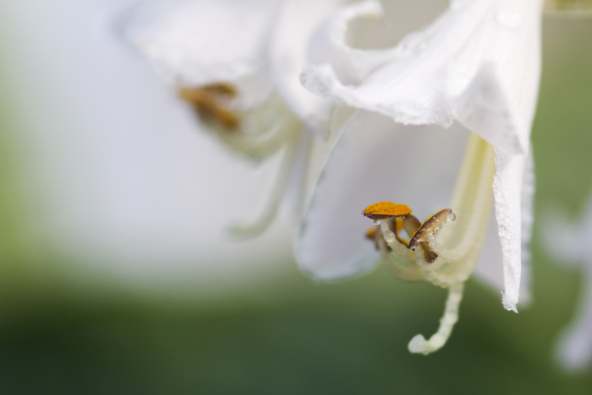 Sigma 105mm F2.8 EX DG Macro sample photo. Perfect moment - beau moment photography