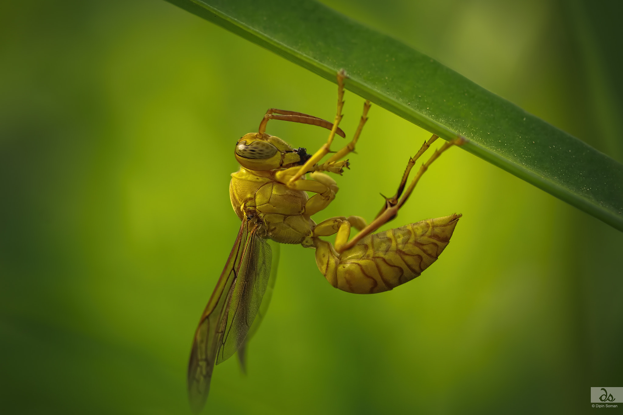Sigma 105mm F2.8 EX DG OS HSM sample photo. Golden paper wasp photography
