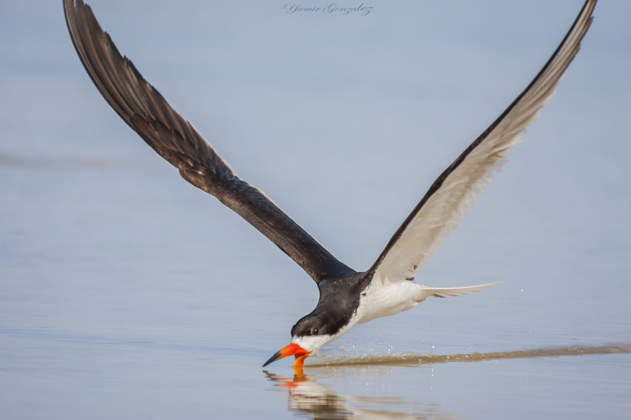 Canon EOS-1D Mark II sample photo. Black skimmer photography