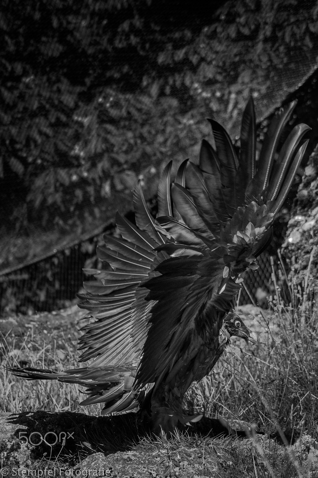 Sony DT 55-200mm F4-5.6 SAM sample photo. Bartgeier photography