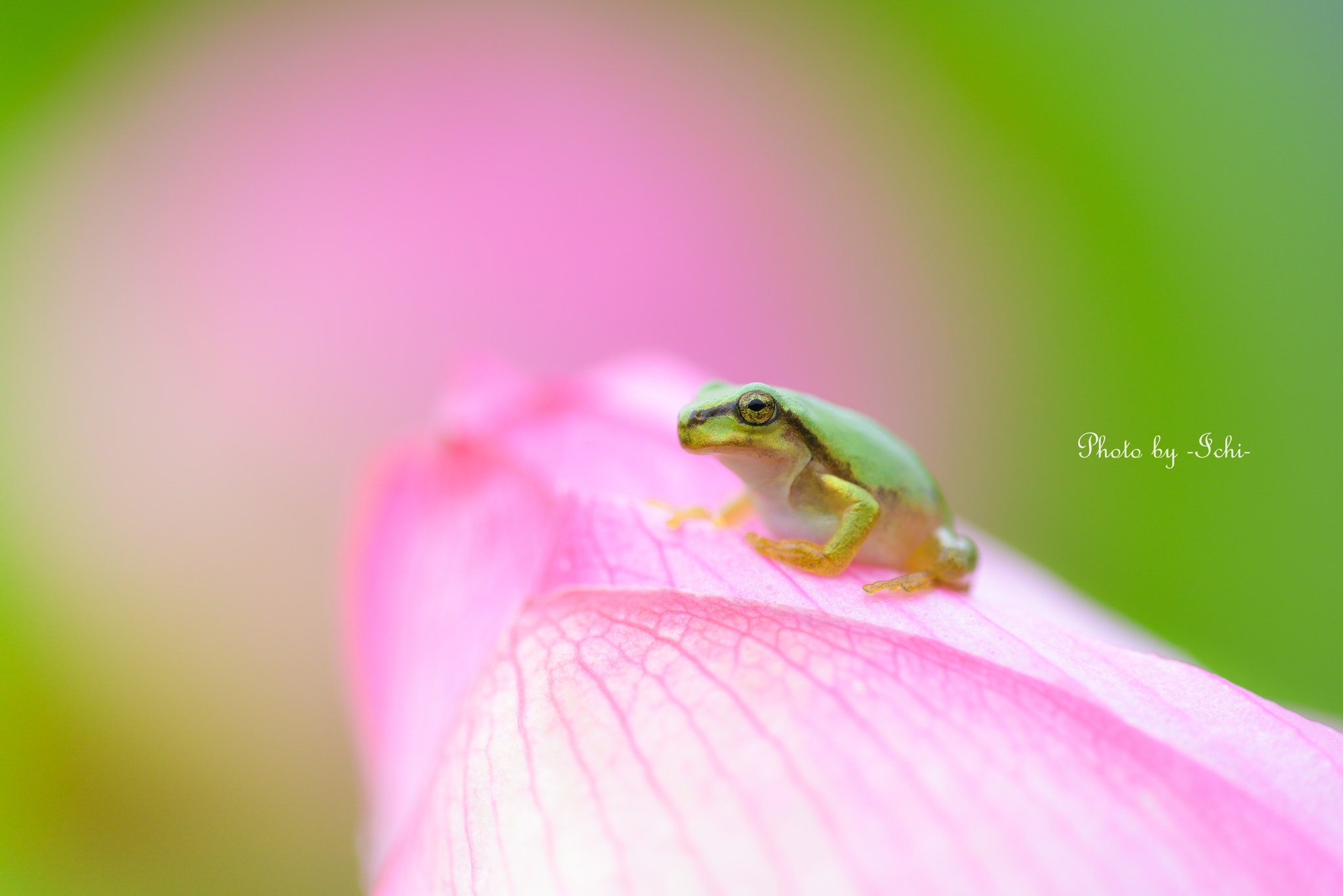 Sigma 150mm F2.8 EX DG Macro HSM sample photo. Ｍｙ　ｆｅｅｌｉｎｇ　ｆｏｒ　ｙｏｕ photography
