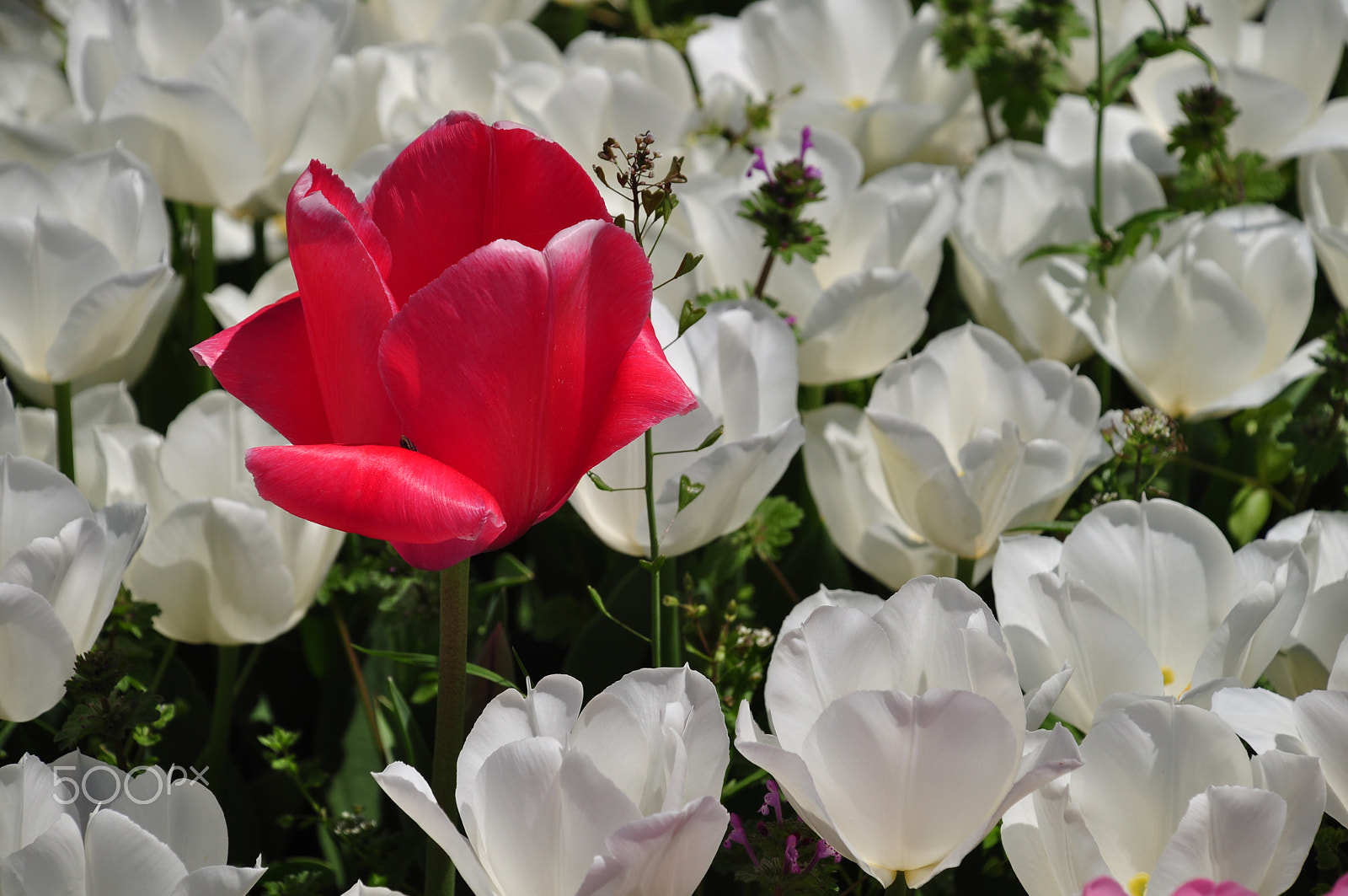 Nikon D5000 sample photo. Red tulips photography